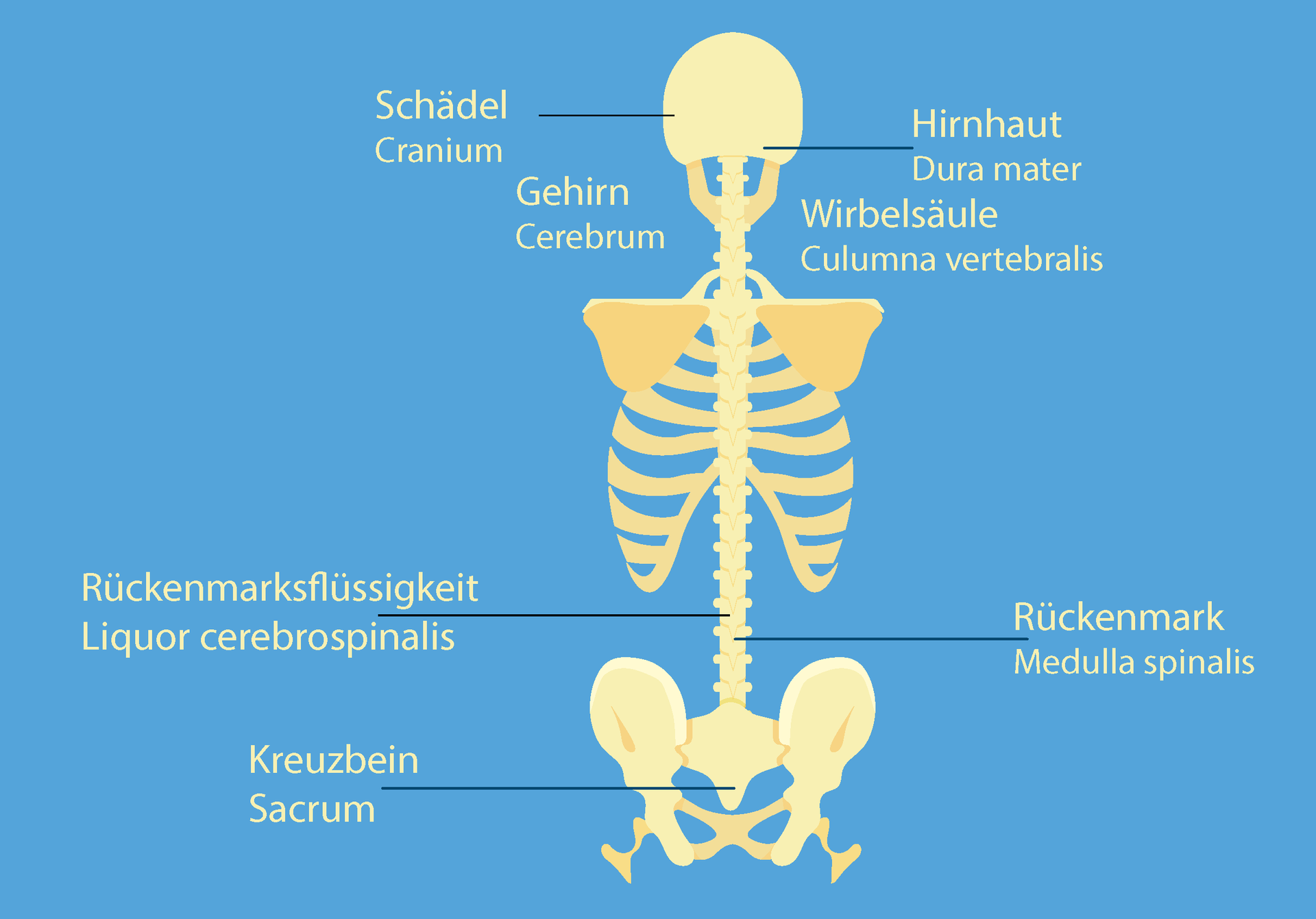 Craniosacrale System
