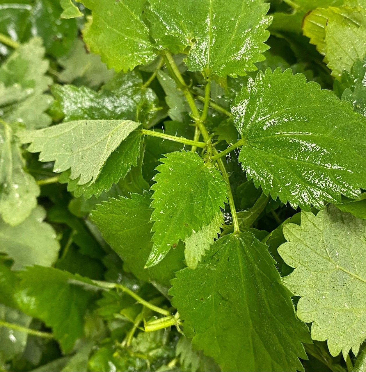 Brennesselblätter im Frühling