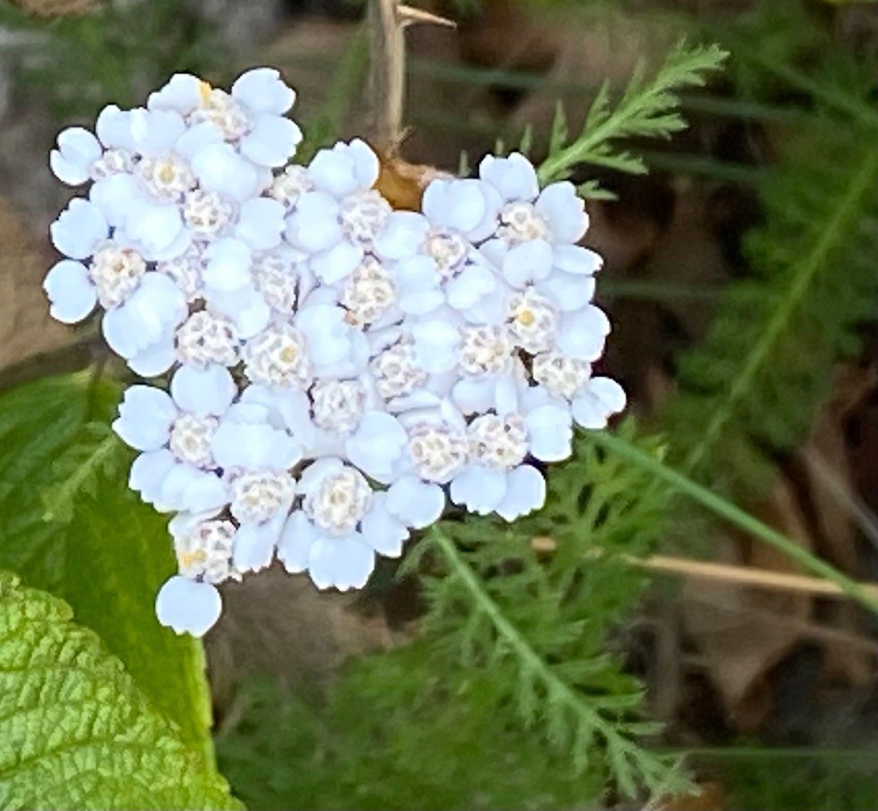 Die Blüten dieser Schafgarbe haben ein Herz gebildet.