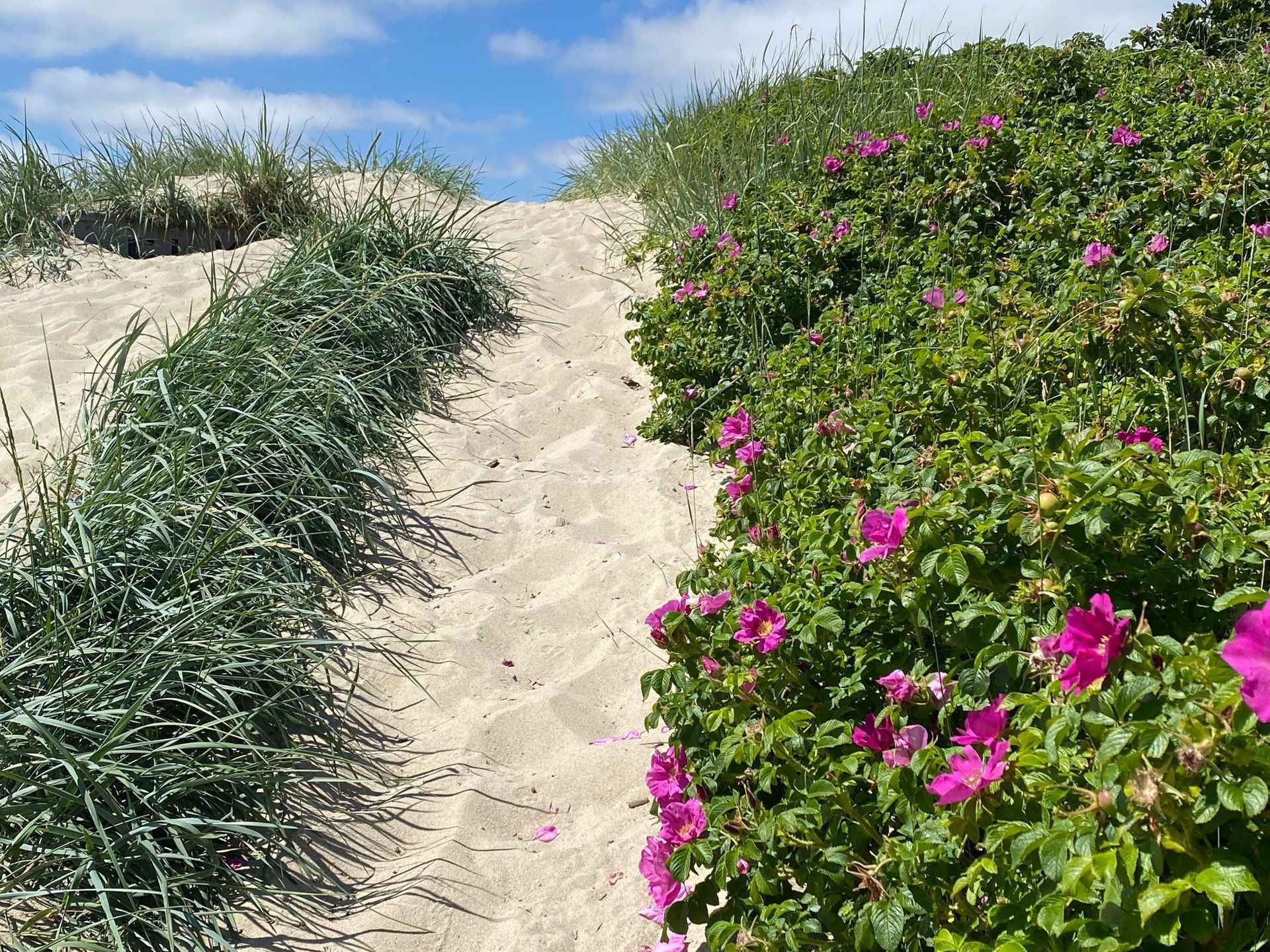 Der Sandweg entlang der Rosenhecken scheint in den Himmel zu führen.