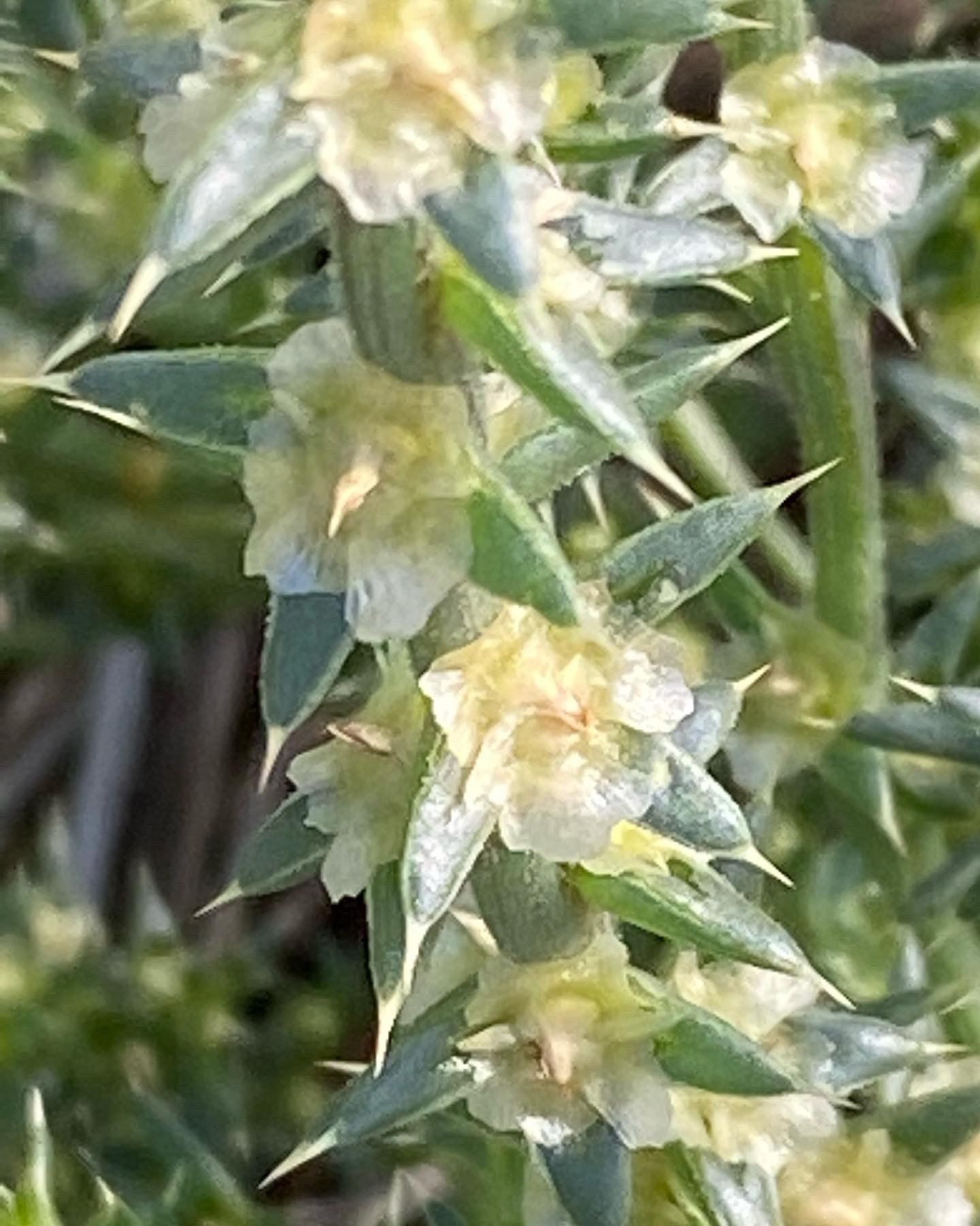 Blüte des Kalisalzkrautes