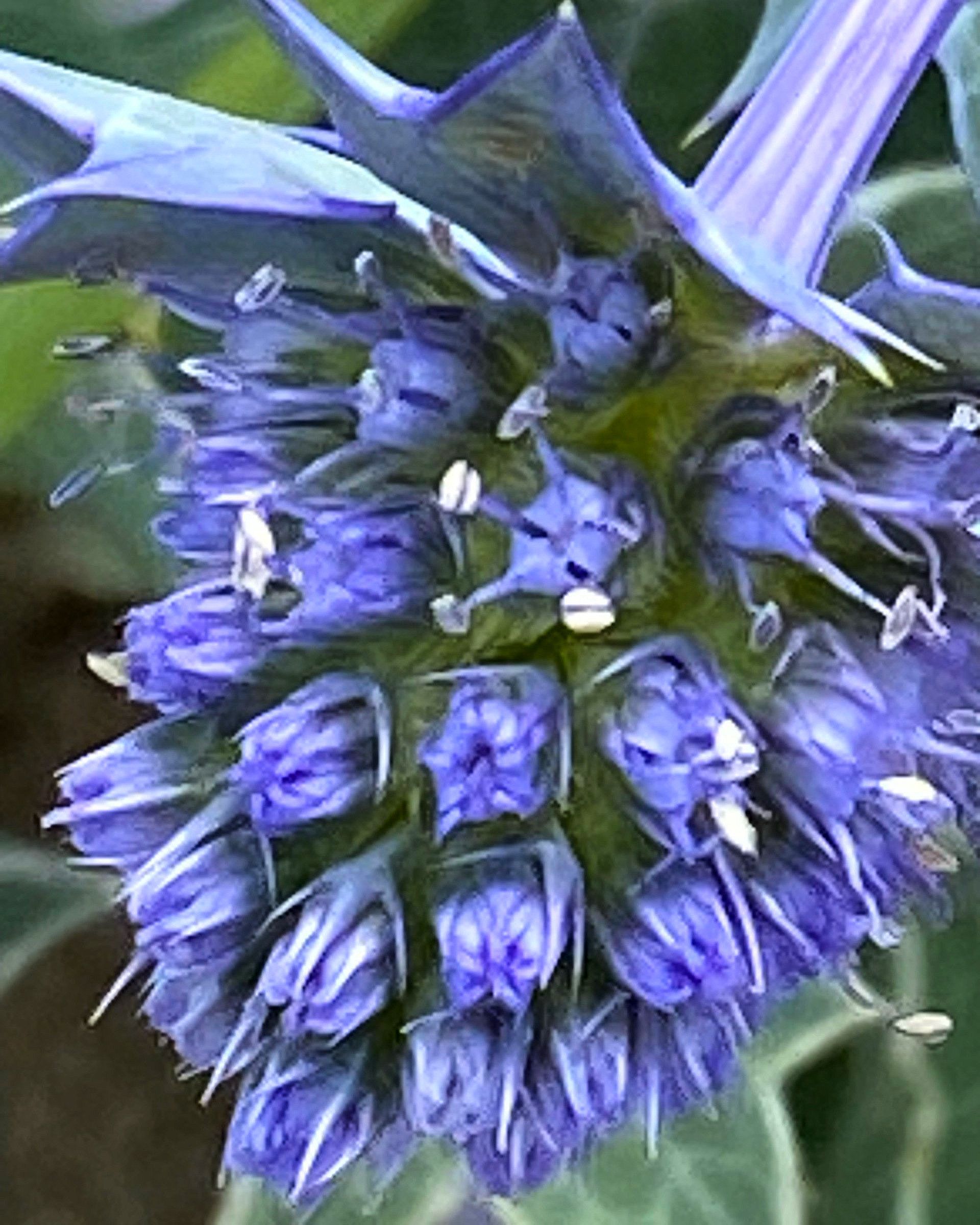 Die blauviolette Bluete der Stranddistel