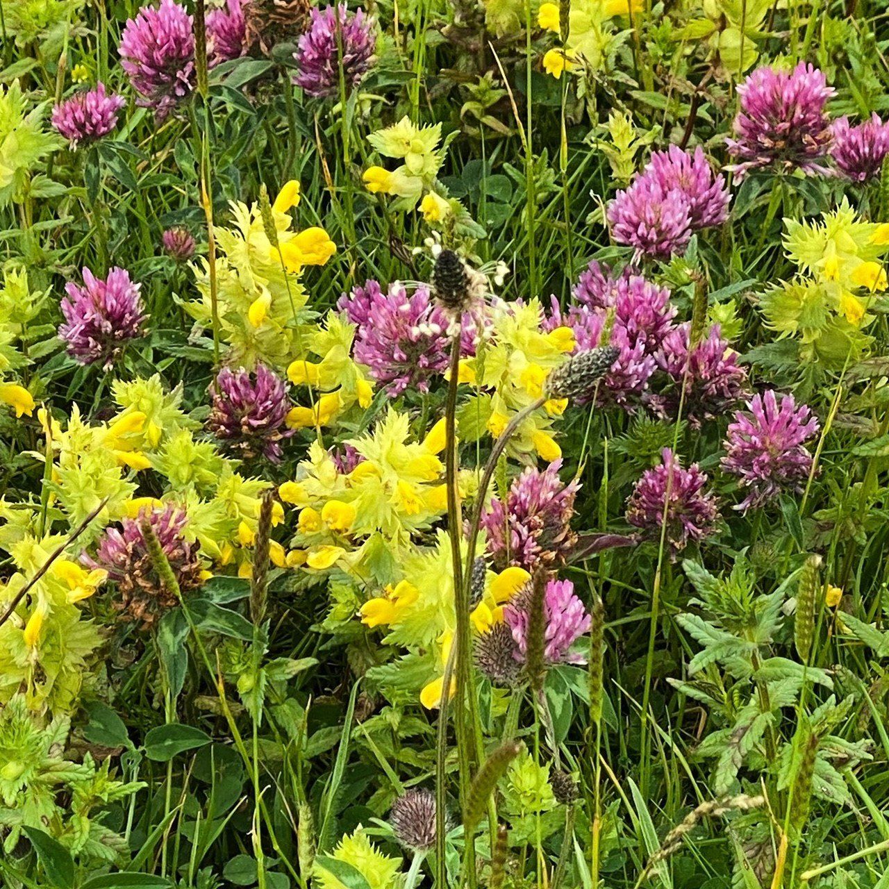 Blüten auf einer Blumenwiese. Rotklee und Klappertopf