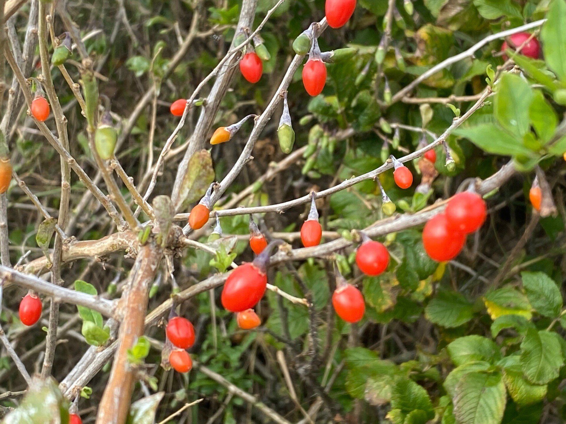 Der Bocksdorn ist ein Nachtschattengewächs. Die Früchte sind die Goji-Beeren