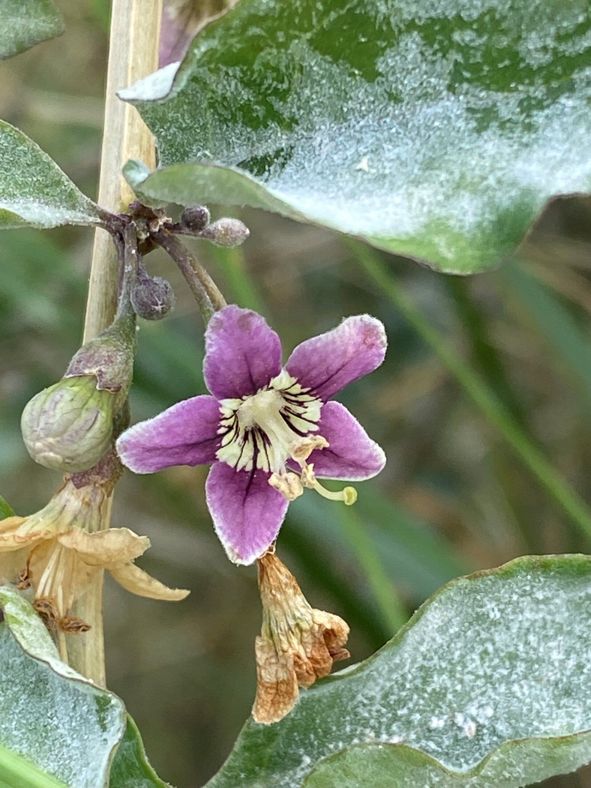 violette Bluete des gemeinen Bocksdorns