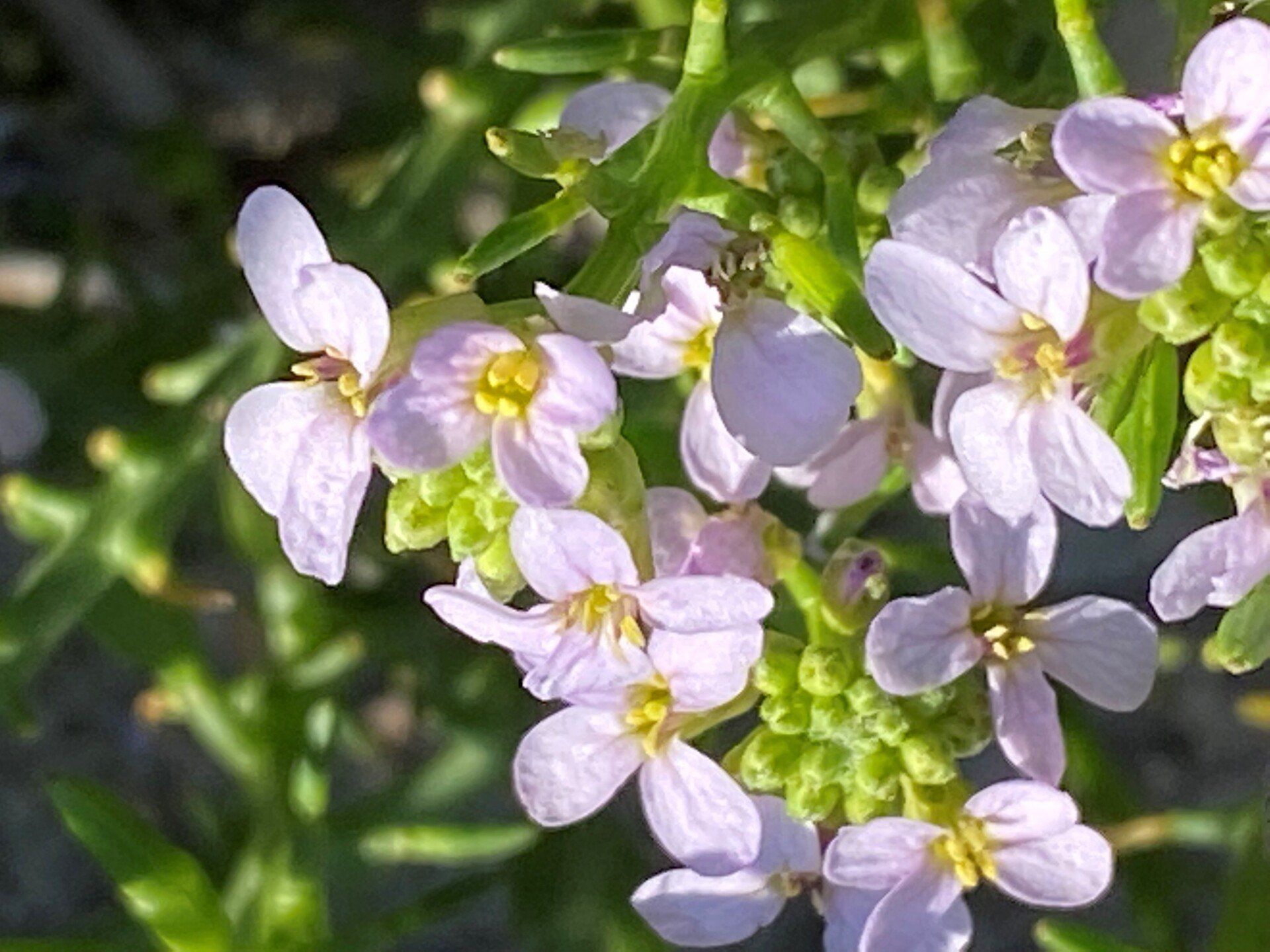 Meersenf - ein Kreuzblütengewächs
Cakile Maritima