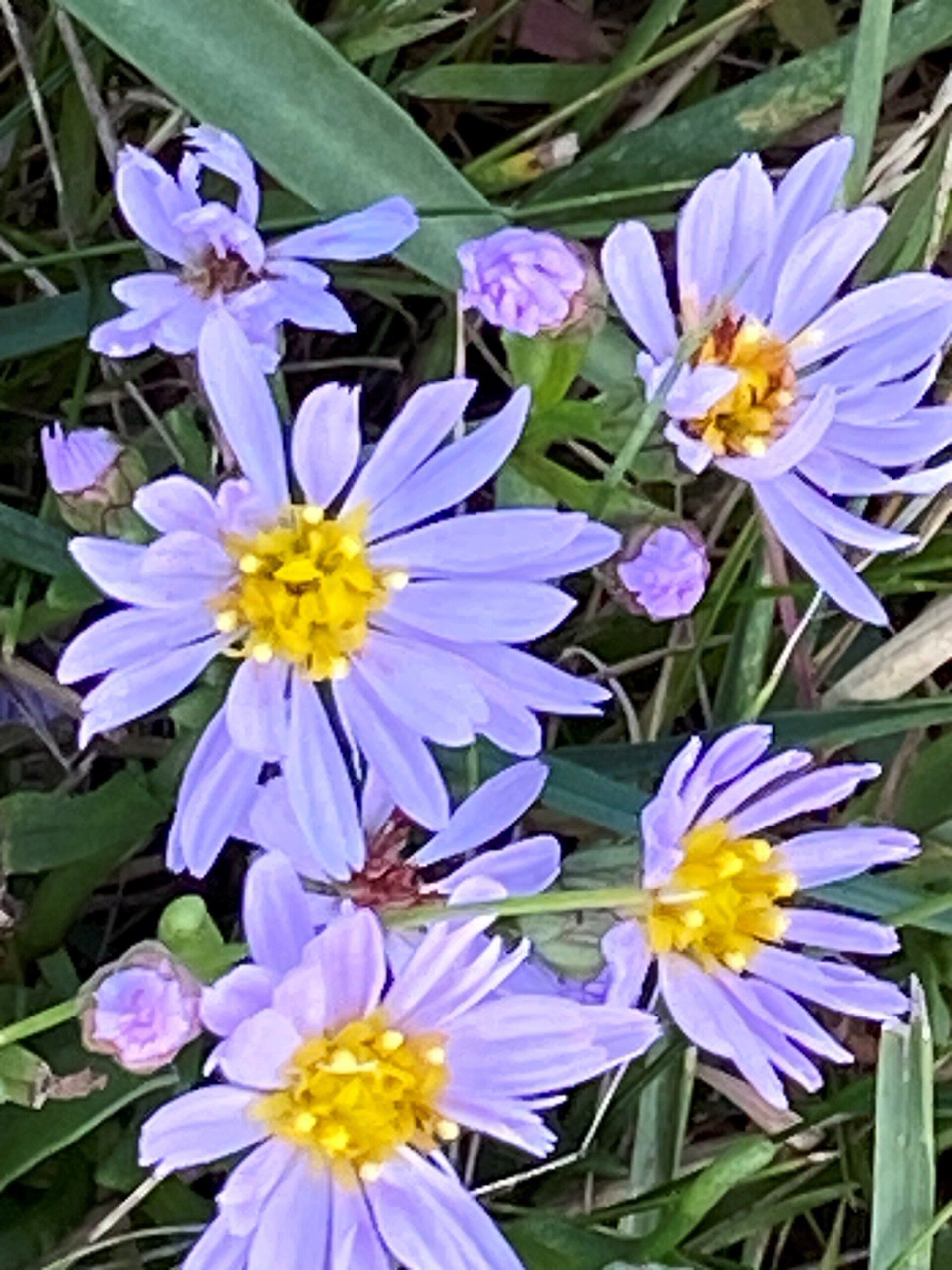 Die Strandaster blüht violett. Die Staubgefässe sind gelb