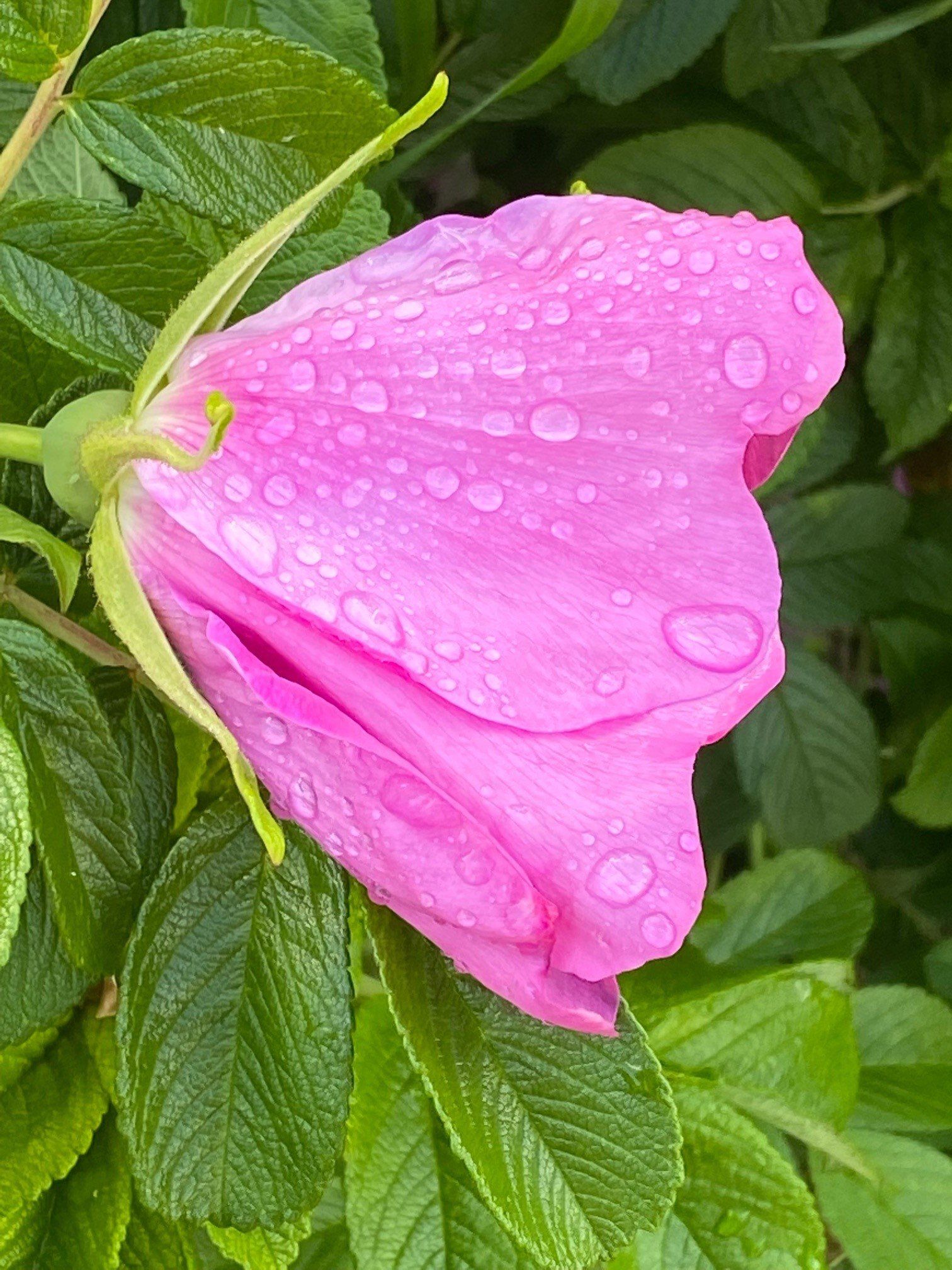 Wildrosenbluete auf Foehr
