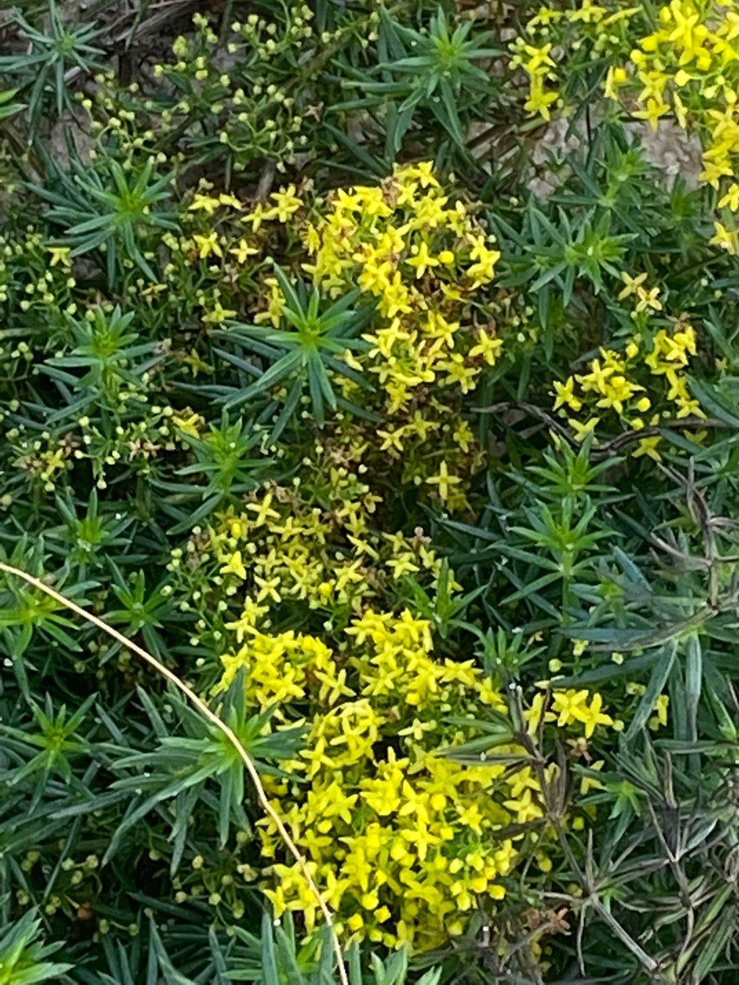 Echtes Labkraut mit gelben Blüten