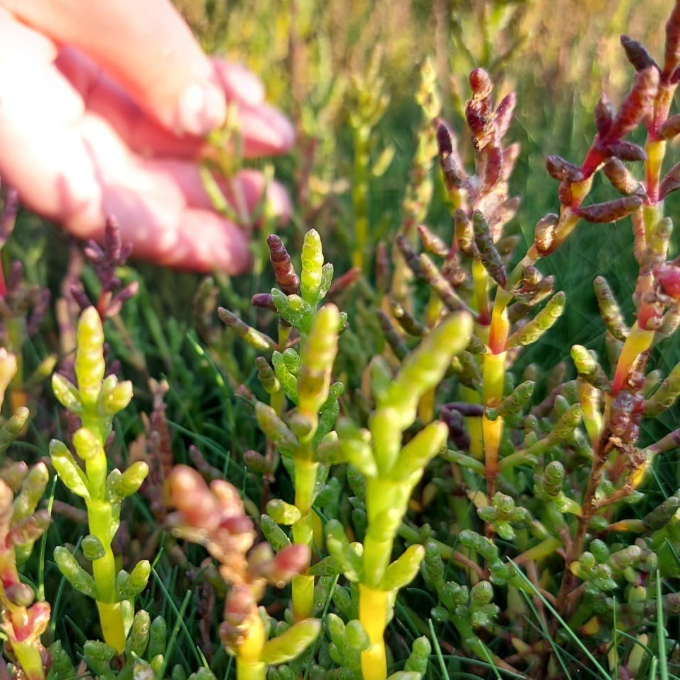 Queller im Herbst wechselt seine Farbe