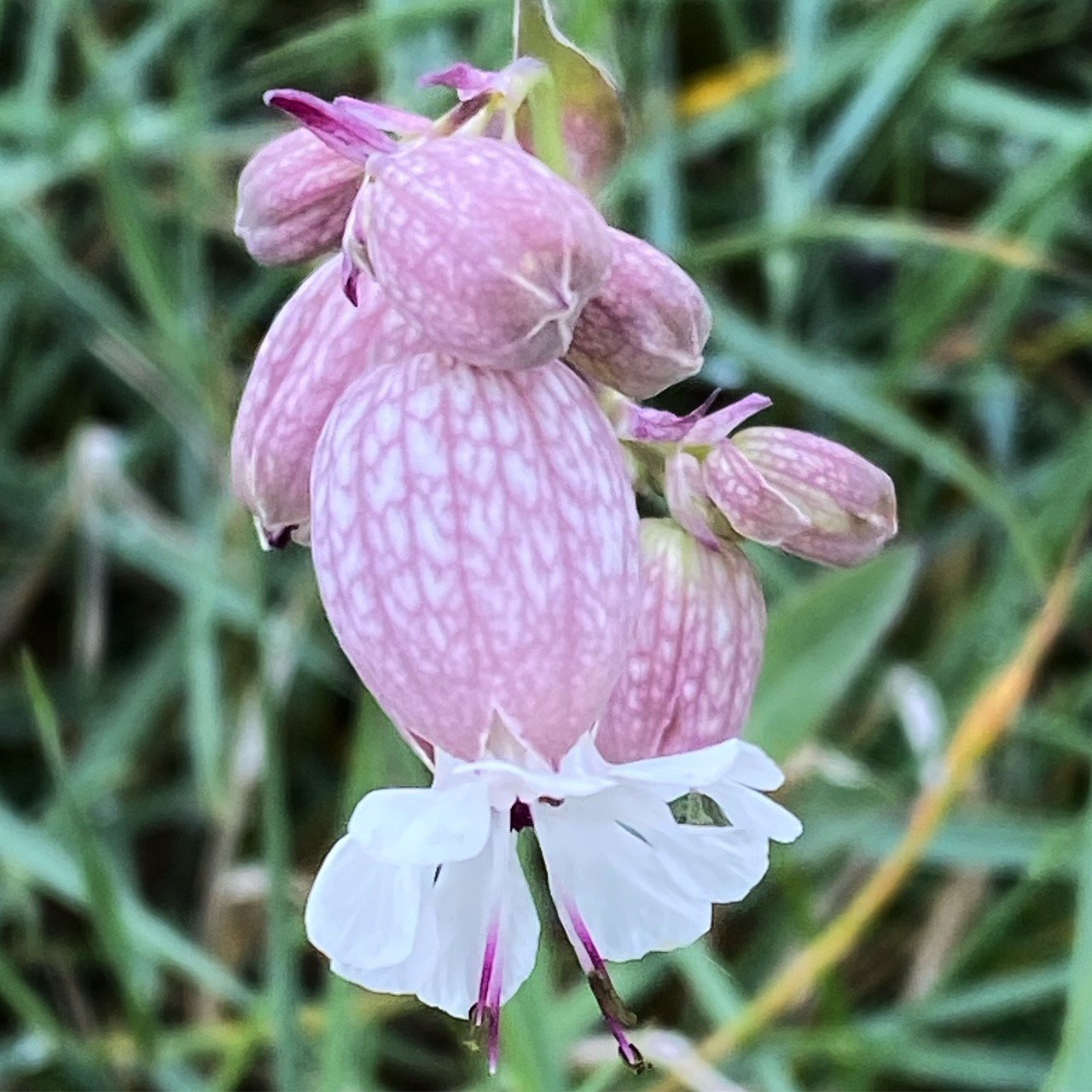 Blüten und Knospen vom Taubenkropfleimkraut - silene vulgaris