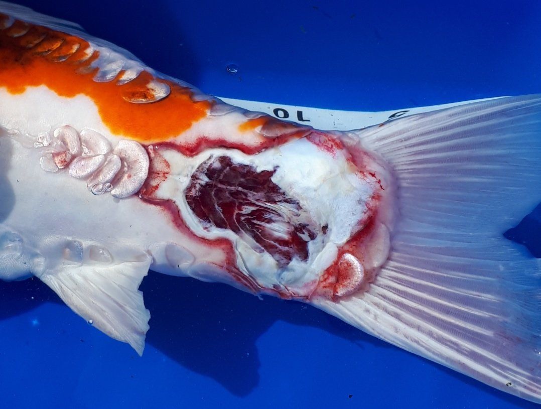 Koi Wasseruntersuchung, Teichanalyse, Parasitenabstrich, Parasitenkontrolle, Koi Wunde, Koi Verletzung, Koi rote Stellen, Koi Schuppensträube, Koi Krankheit, Koi KHV Koi Wasseruntersuchung, Teichanalyse, Parasitenabstrich, Parasitenkontrolle, Koi Wunde, Koi Verletzung, Koi rote Stellen, Koi Schuppensträube, Koi Krankheit, Koi KHV