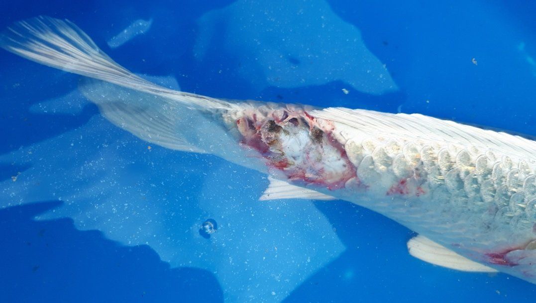 Koi Wasseruntersuchung, Teichanalyse, Parasitenabstrich, Parasitenkontrolle, Koi Wunde, Koi Verletzung, Koi rote Stellen, Koi Schuppensträube, Koi Krankheit, Koi KHV Koi Wasseruntersuchung, Teichanalyse, Parasitenabstrich, Parasitenkontrolle, Koi Wunde, Koi Verletzung, Koi rote Stellen, Koi Schuppensträube, Koi Krankheit, Koi KHV