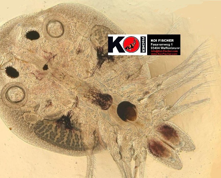 Koi Parasiten, Karpfenlaus, Koi-Fischer, Koi, Waffenbrunn, Cham, Koi Krankheit, KHV, Koi Parasiten, Koi scheuern sich, Koi Wasseruntersuchung, Teichanalyse, Parasitenabstrich, Parasitenkontrolle, Koi Wunde, Koi Verletzung, Koi rote Stellen, Koi Schuppensträube, Koi Krankheit, Koi KHV Koi Parasiten, Karpfenlaus, Koi-Fischer, Koi, Waffenbrunn, Cham, Koi Krankheit, KHV, Koi Parasiten, Koi scheuern sich, Koi Wasseruntersuchung, Teichanalyse, Parasitenabstrich, Parasitenkontrolle, Koi Wunde, Koi Verletzung, Koi rote Stellen, Koi Schuppensträube, Koi Krankheit, Koi KHV