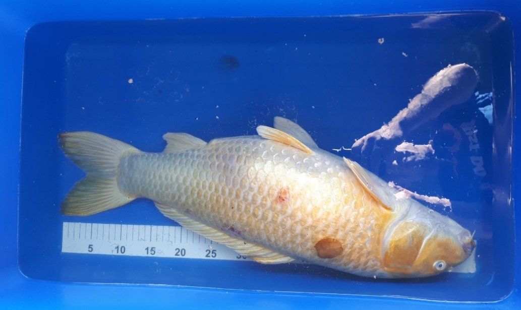 Koi Wasseruntersuchung, Teichanalyse, Parasitenabstrich, Parasitenkontrolle, Koi Wunde, Koi Verletzung, Koi rote Stellen, Koi Schuppensträube, Koi Krankheit, Koi KHV Koi Wasseruntersuchung, Teichanalyse, Parasitenabstrich, Parasitenkontrolle, Koi Wunde, Koi Verletzung, Koi rote Stellen, Koi Schuppensträube, Koi Krankheit, Koi KHV