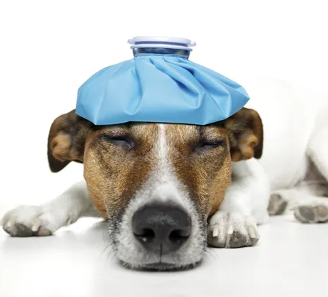 Sick Jack Russell Terrier with a brown face and ears laying on the ground with a with a blue ice pack on their head.