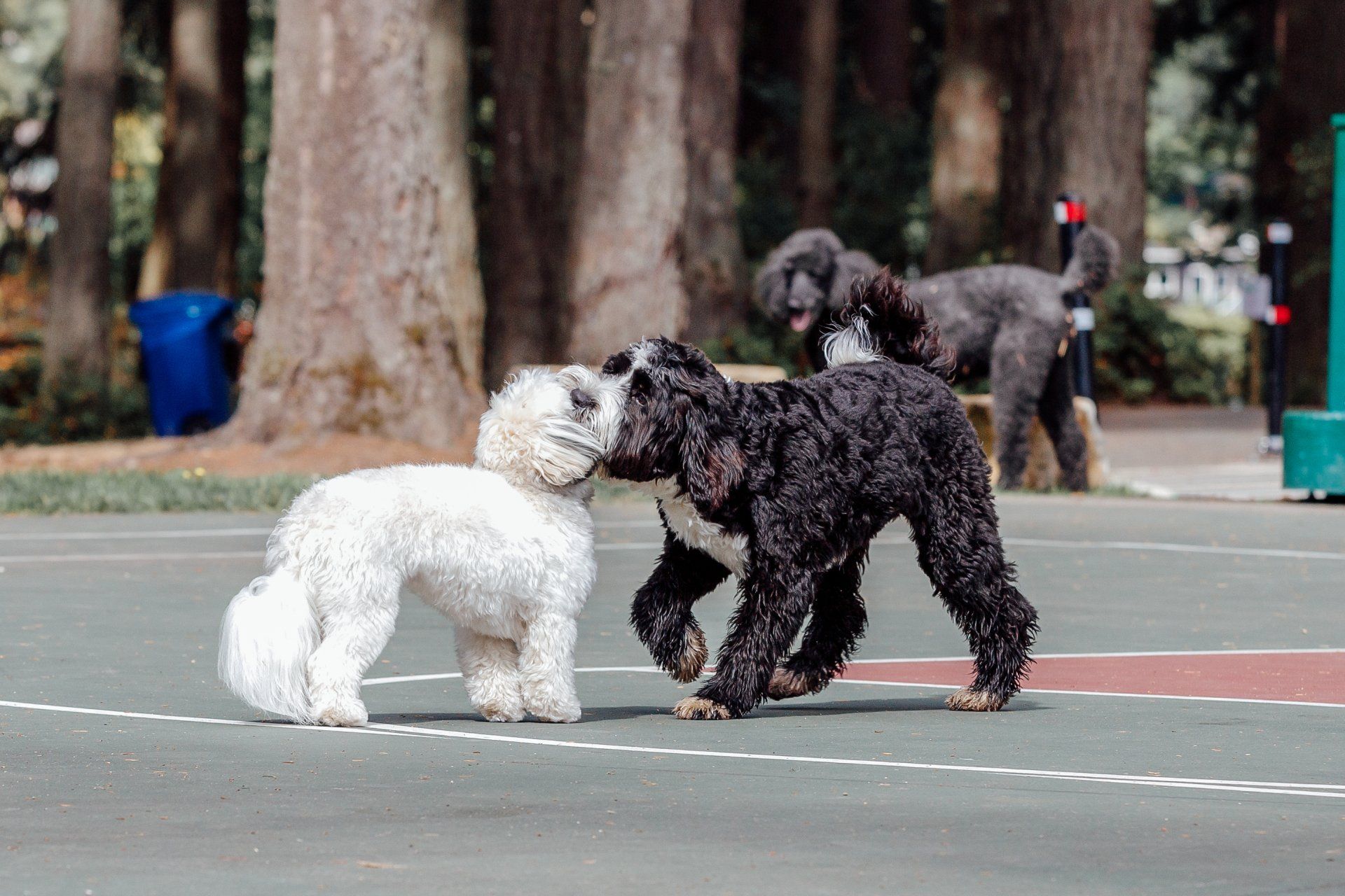 Small white dog and bernedoodle playing on a tennis court.