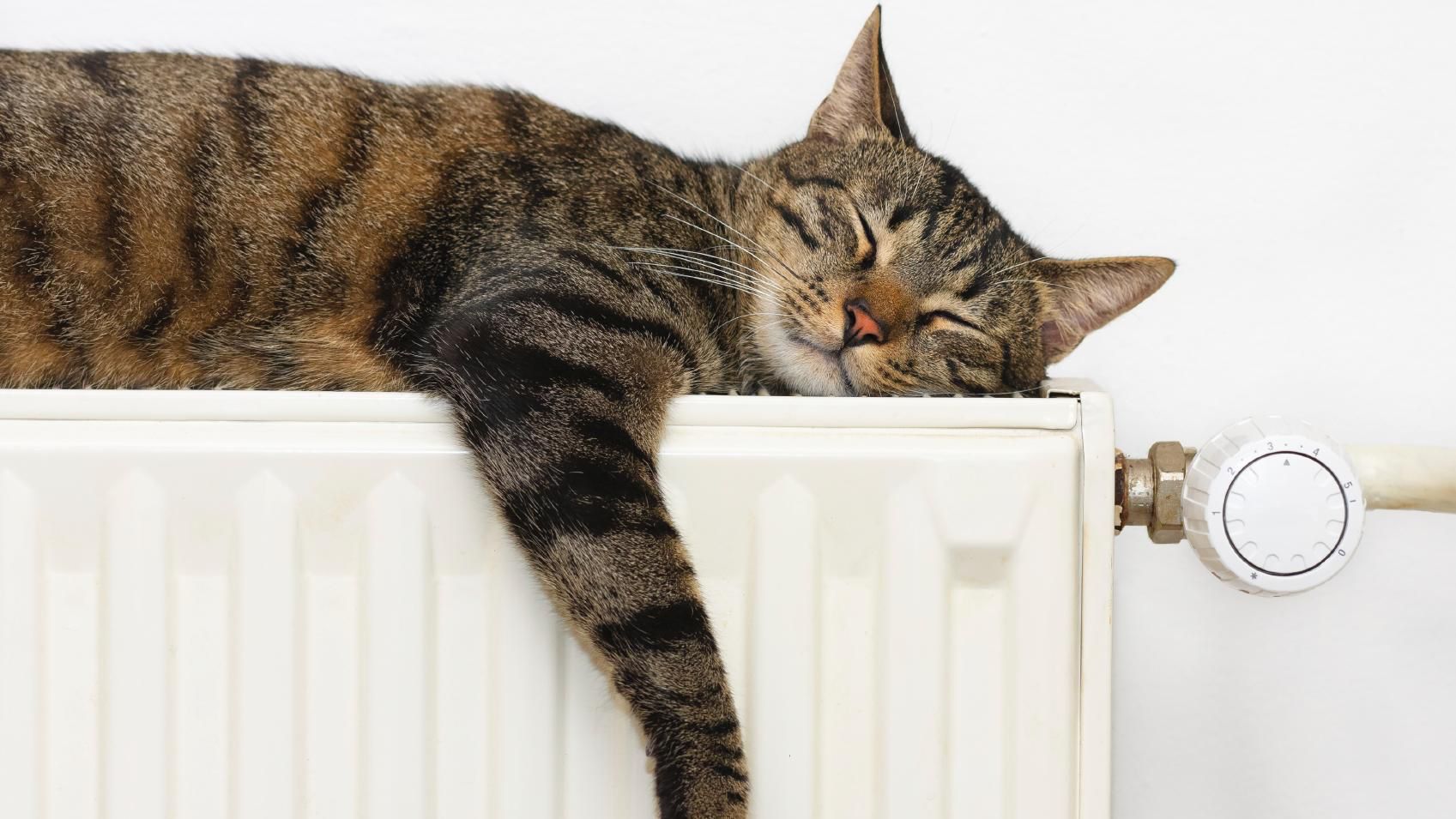 An adult brown tabby cat laying on their side on top of a cream cabinet asleep.