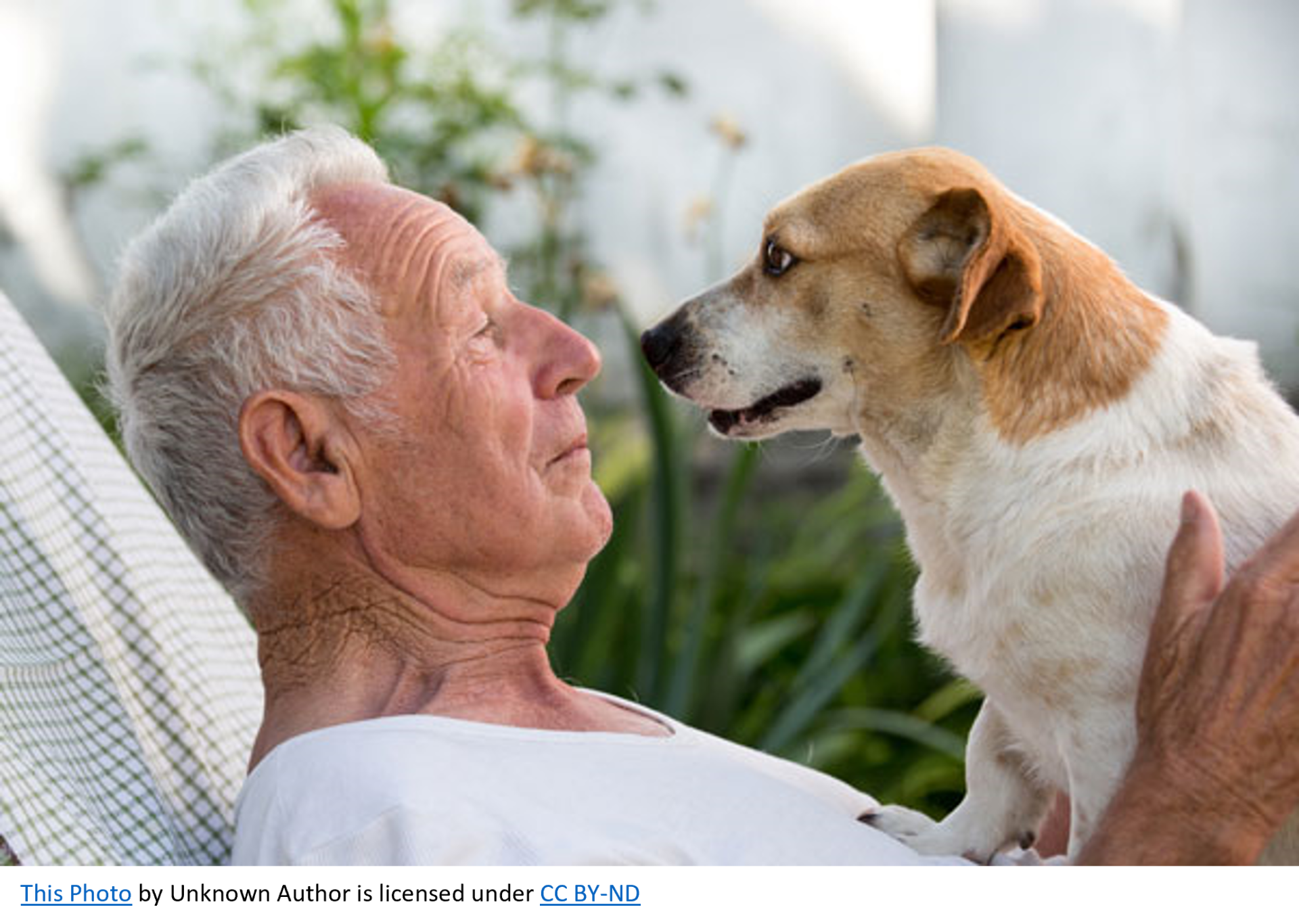 A senior gentleman sitting nose-to-nose with his older white and light brown dog on his lap.