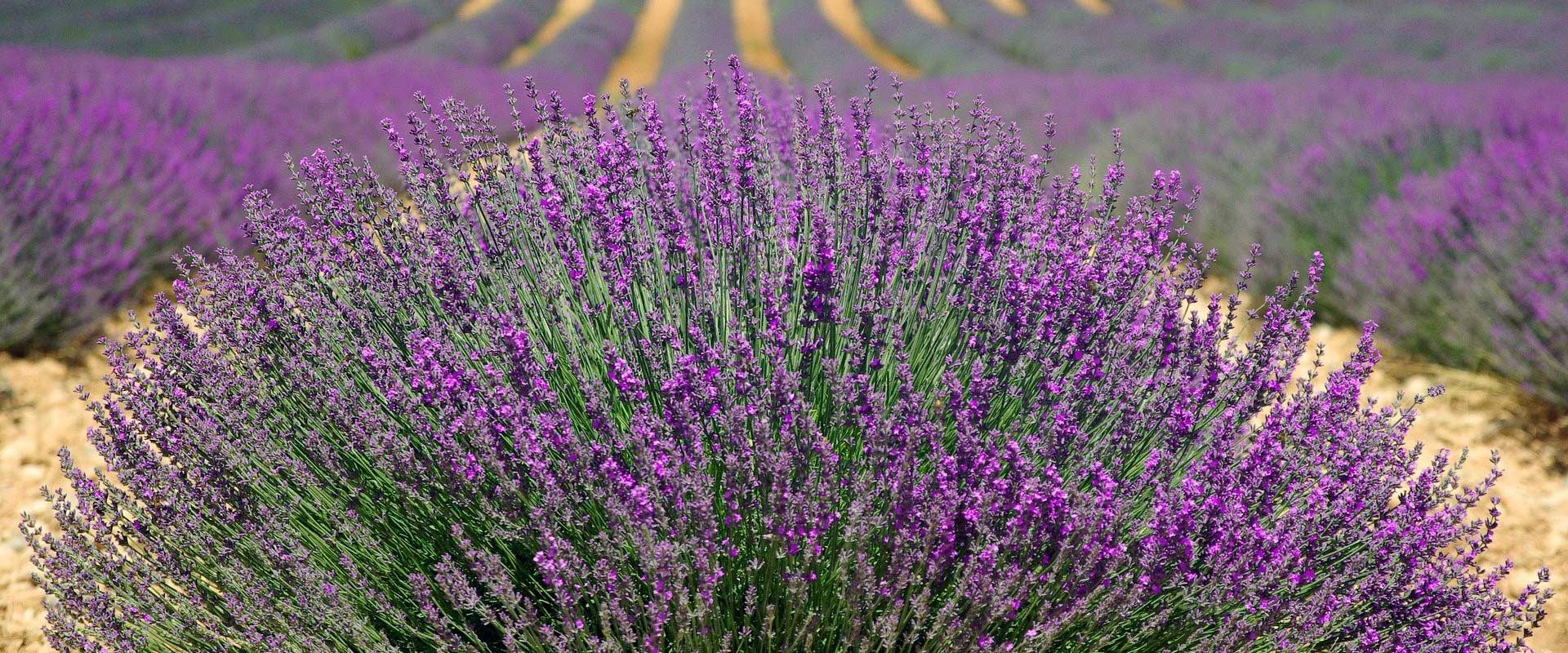 Allergien – ist Naturkosmetik die Lösung?