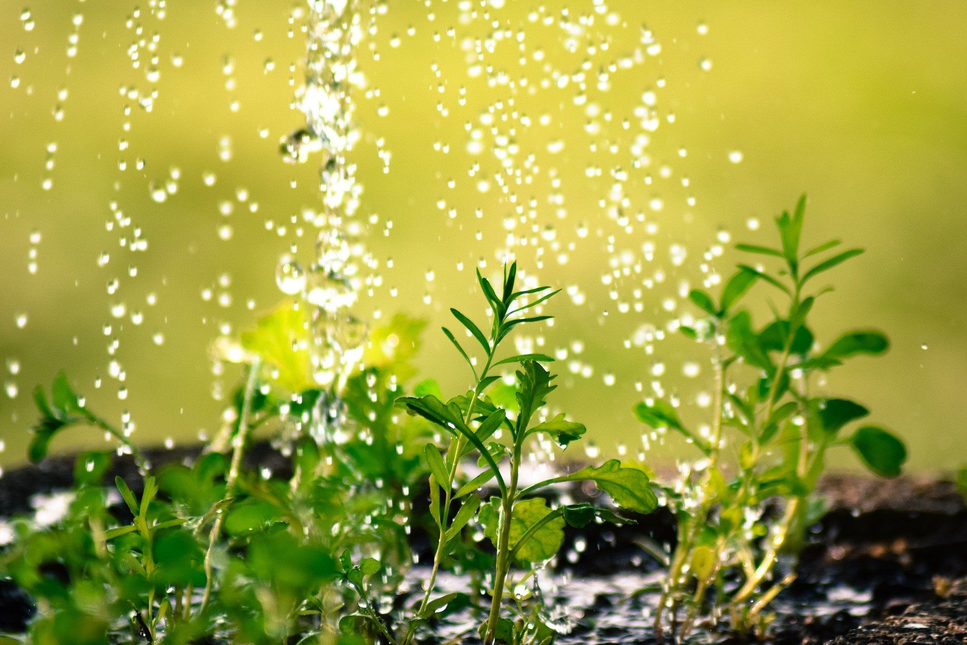 Gouttes d'eau, arrosage, plantes, pot à fleur