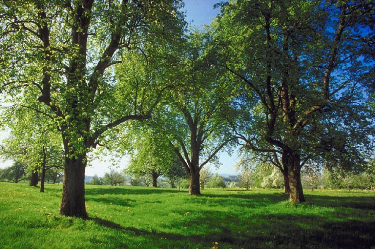Bild: Bäume im Frühling
