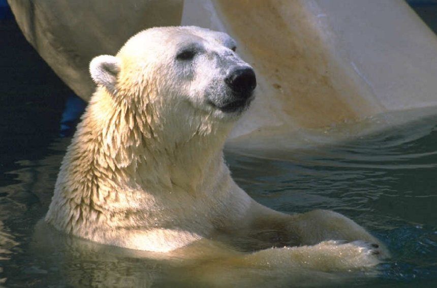 Junger Eisbär schaut aus dem Wasser