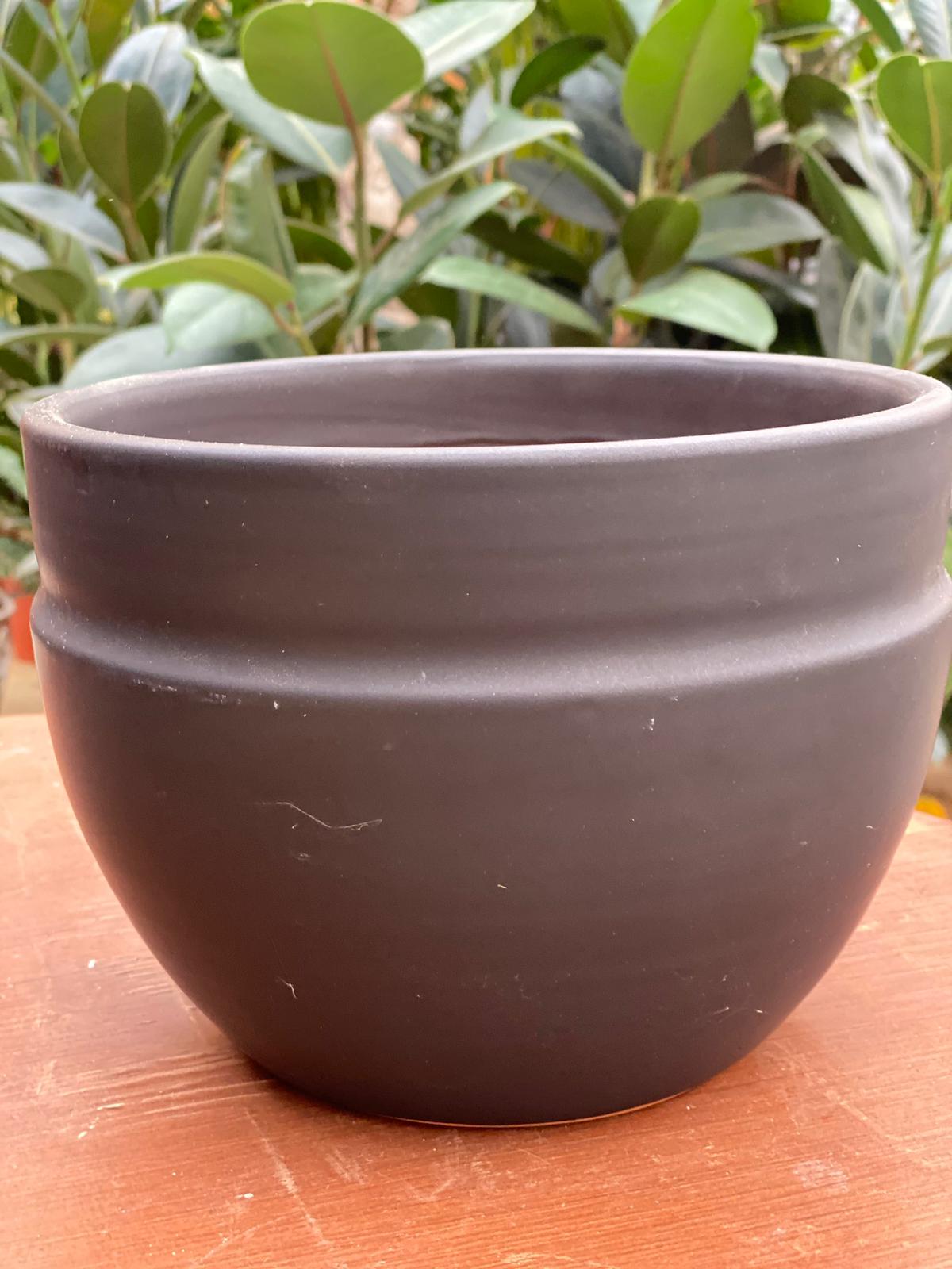 PEPINIERE DES ASPRES GRASSE 2024 ALPES MARITIMES JARDINERIE