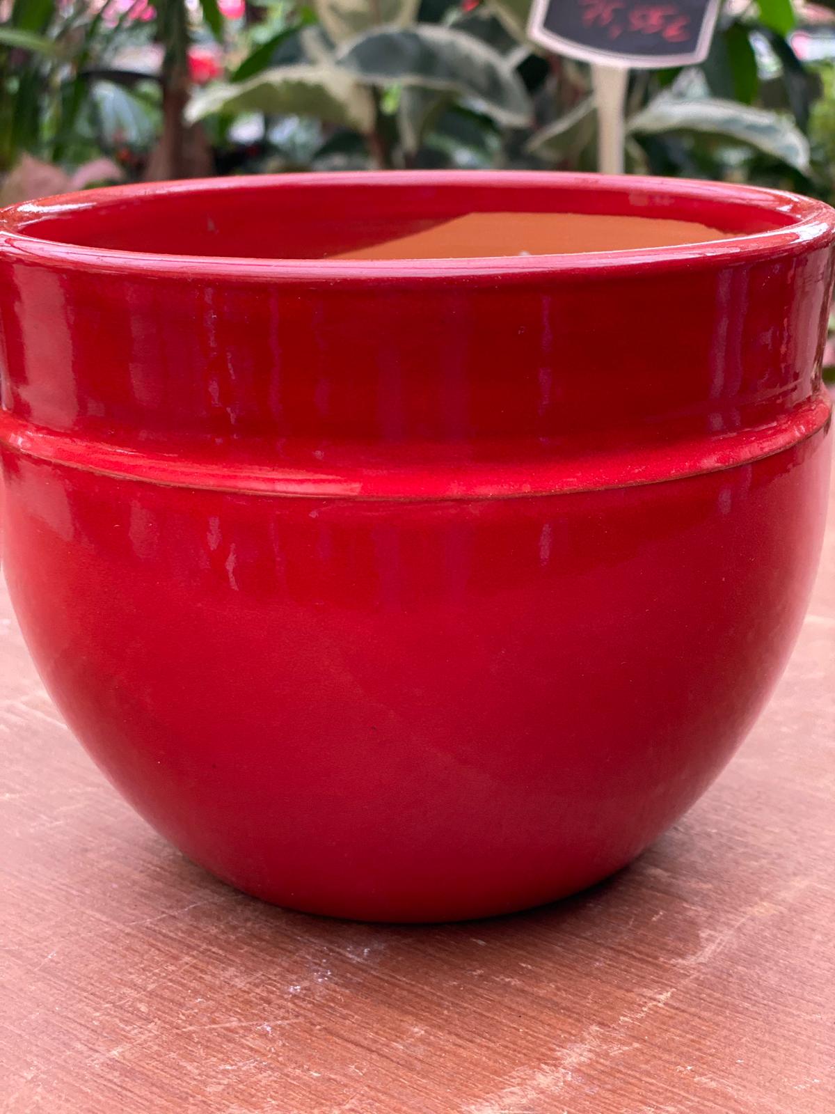 PEPINIERE DES ASPRES GRASSE 2024 ALPES MARITIMES JARDINERIE