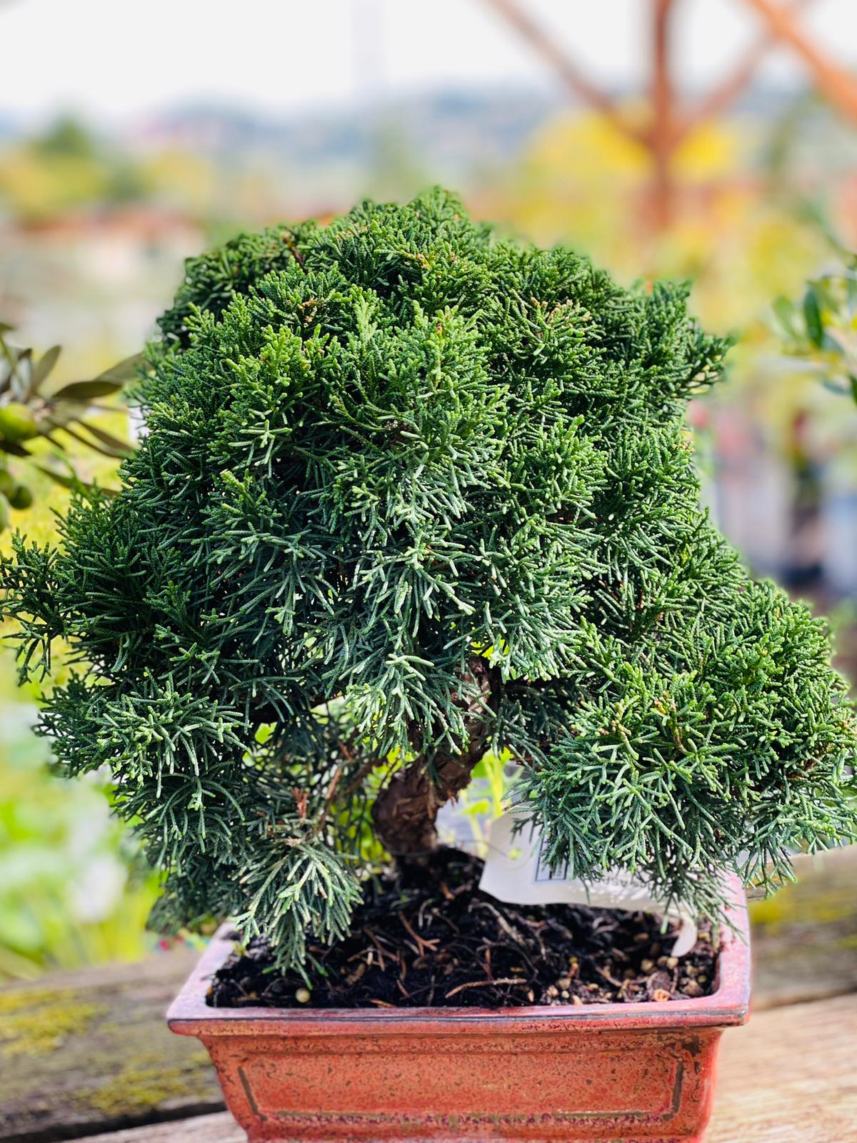 PEPINIERE DES ASPRES GRASSE 2024 ALPES MARITIMES JARDINERIE