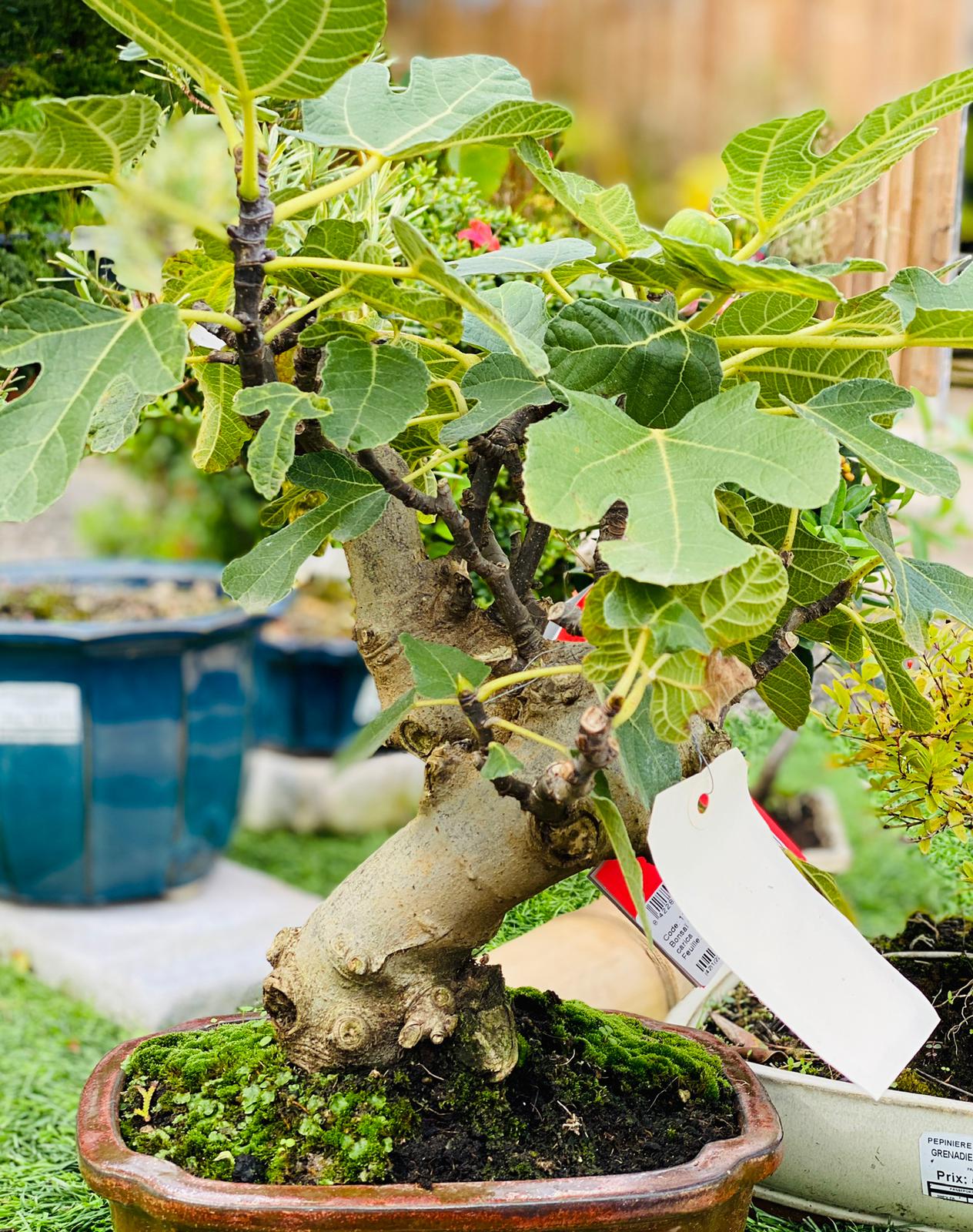 PEPINIERE DES ASPRES GRASSE 2025 JARDINERIE ALPES MARITIMES