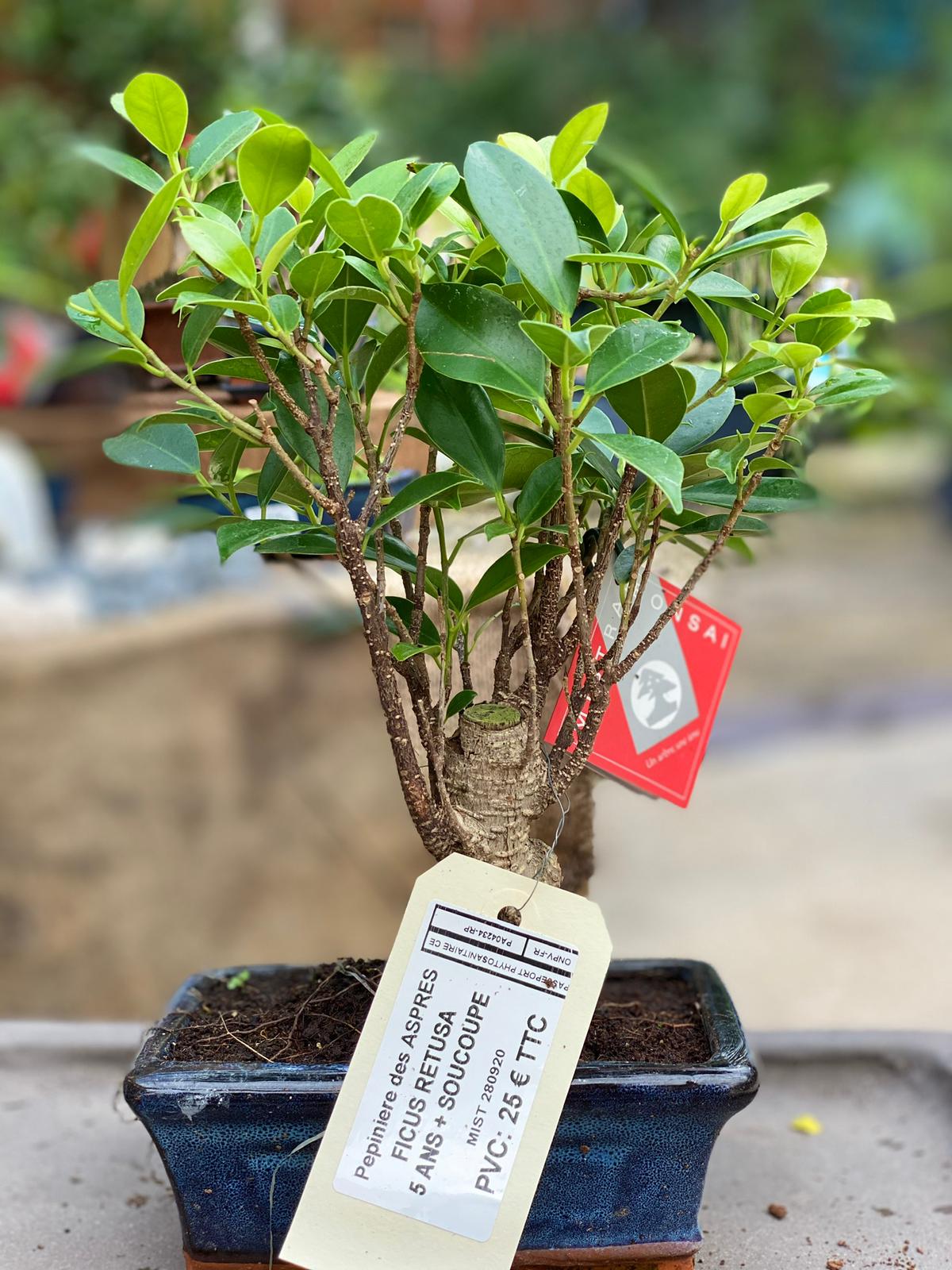 PEPINIERE DES ASPRES GRASSE 2025 JARDINERIE ALPES MARITIMES