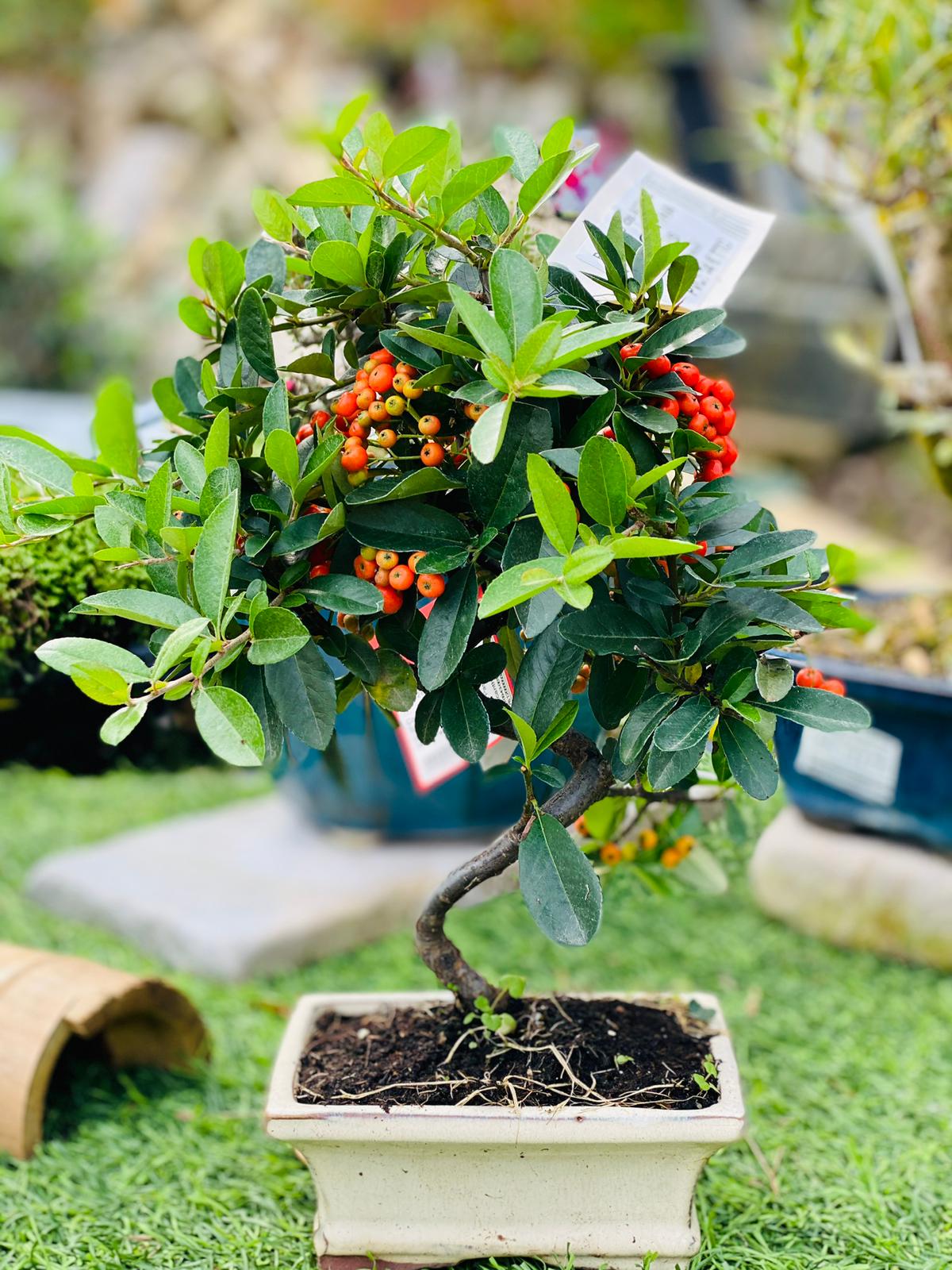 PEPINIERE DES ASPRES GRASSE 2025 JARDINERIE ALPES MARITIMES