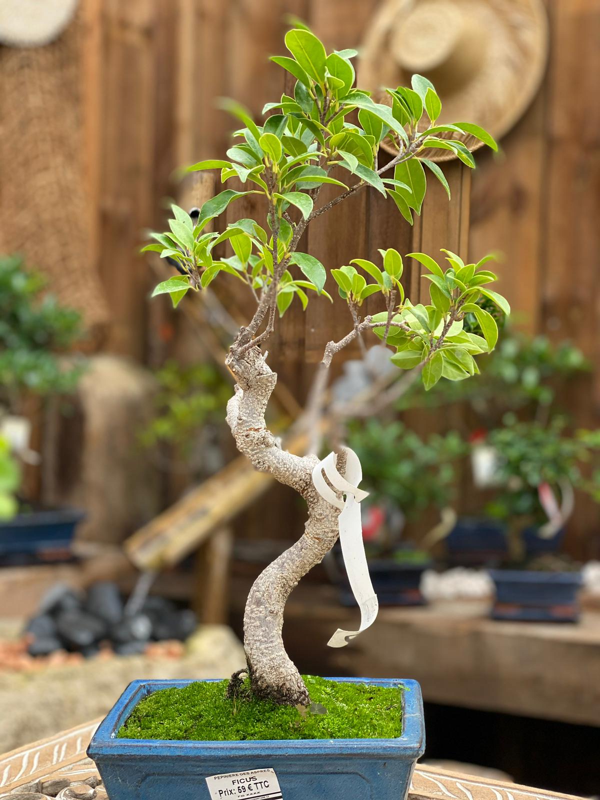 PEPINIERE DES ASPRES GRASSE 2025 JARDINERIE ALPES MARITIMES