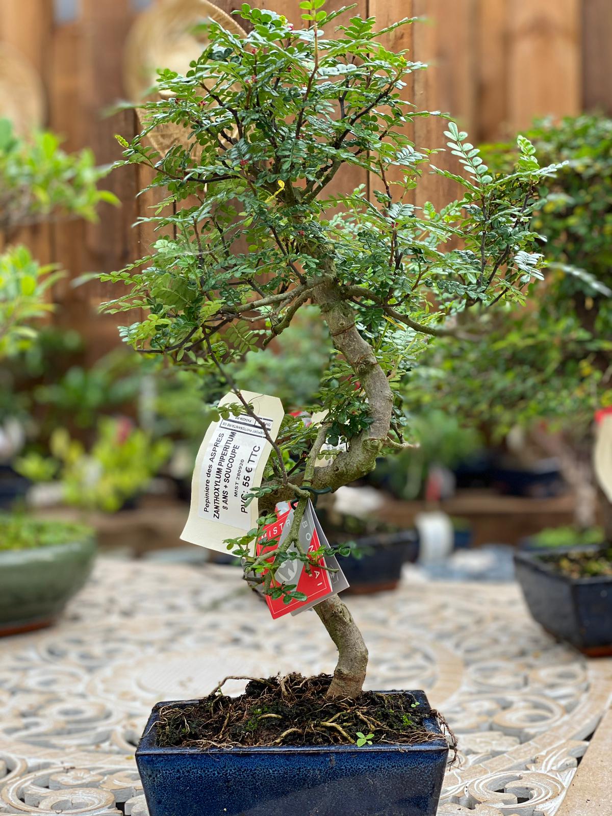 PEPINIERE DES ASPRES GRASSE 2025 JARDINERIE ALPES MARITIMES