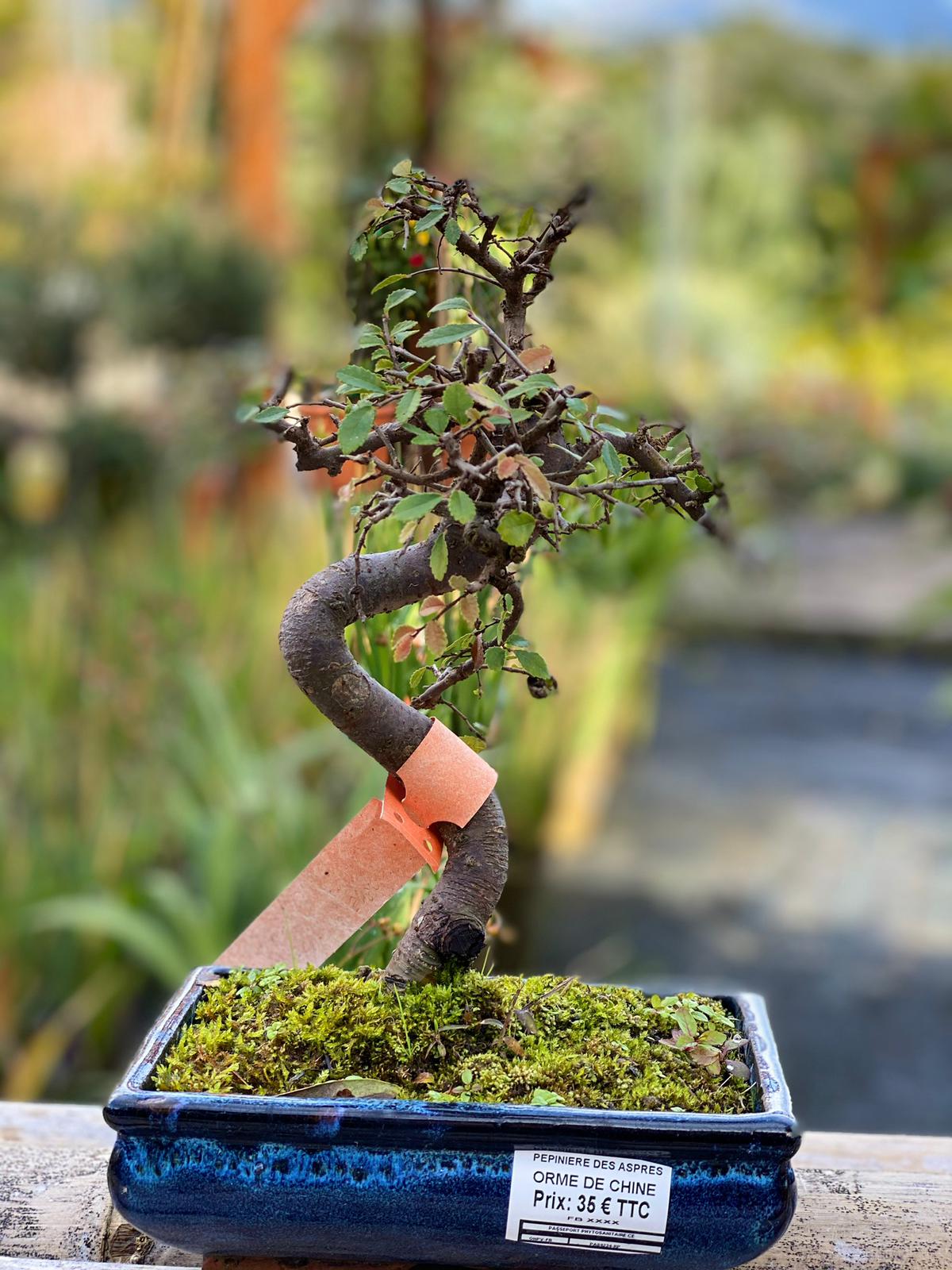 PEPINIERE DES ASPRES GRASSE 2025 JARDINERIE ALPES MARITIMES