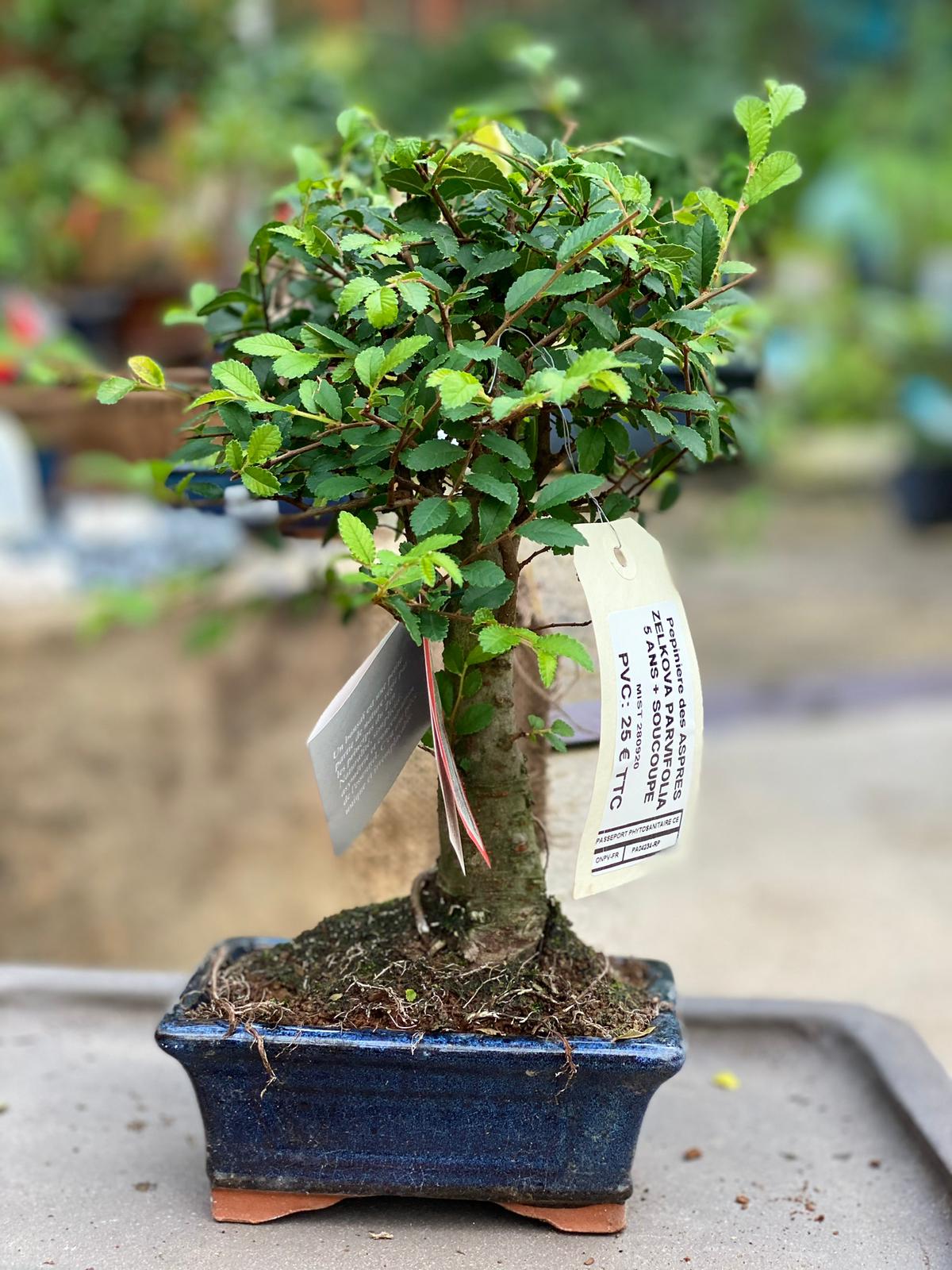 PEPINIERE DES ASPRES GRASSE 2025 JARDINERIE ALPES MARITIMES