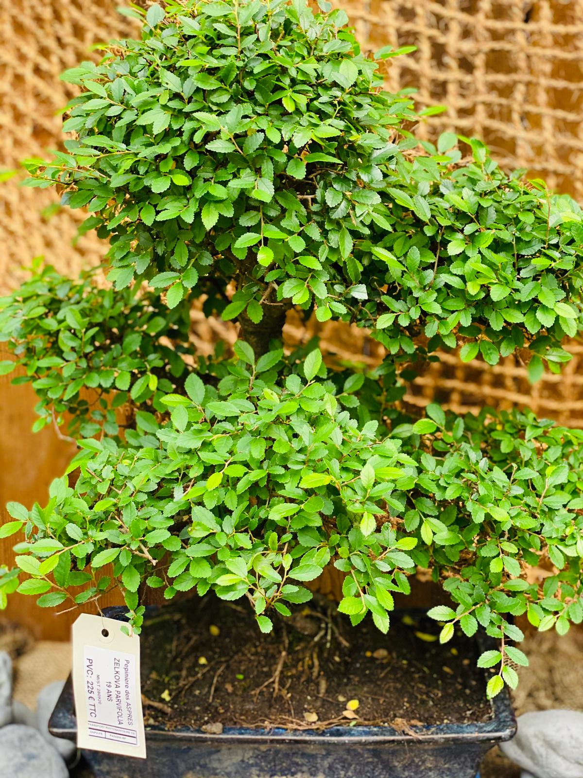 PEPINIERE DES ASPRES GRASSE 2025 JARDINERIE ALPES MARITIMES