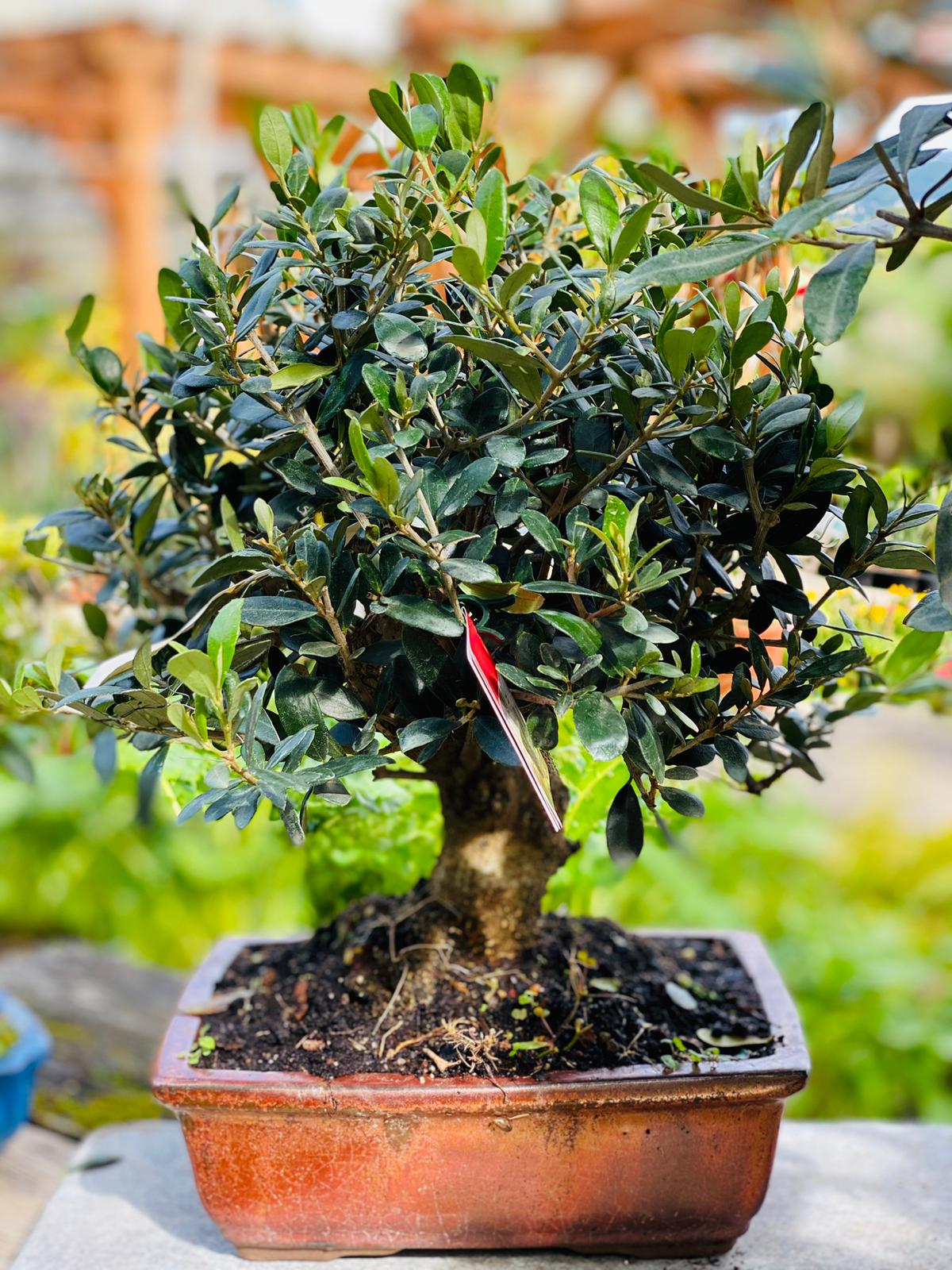 PEPINIERE DES ASPRES GRASSE 2025 JARDINERIE ALPES MARITIMES