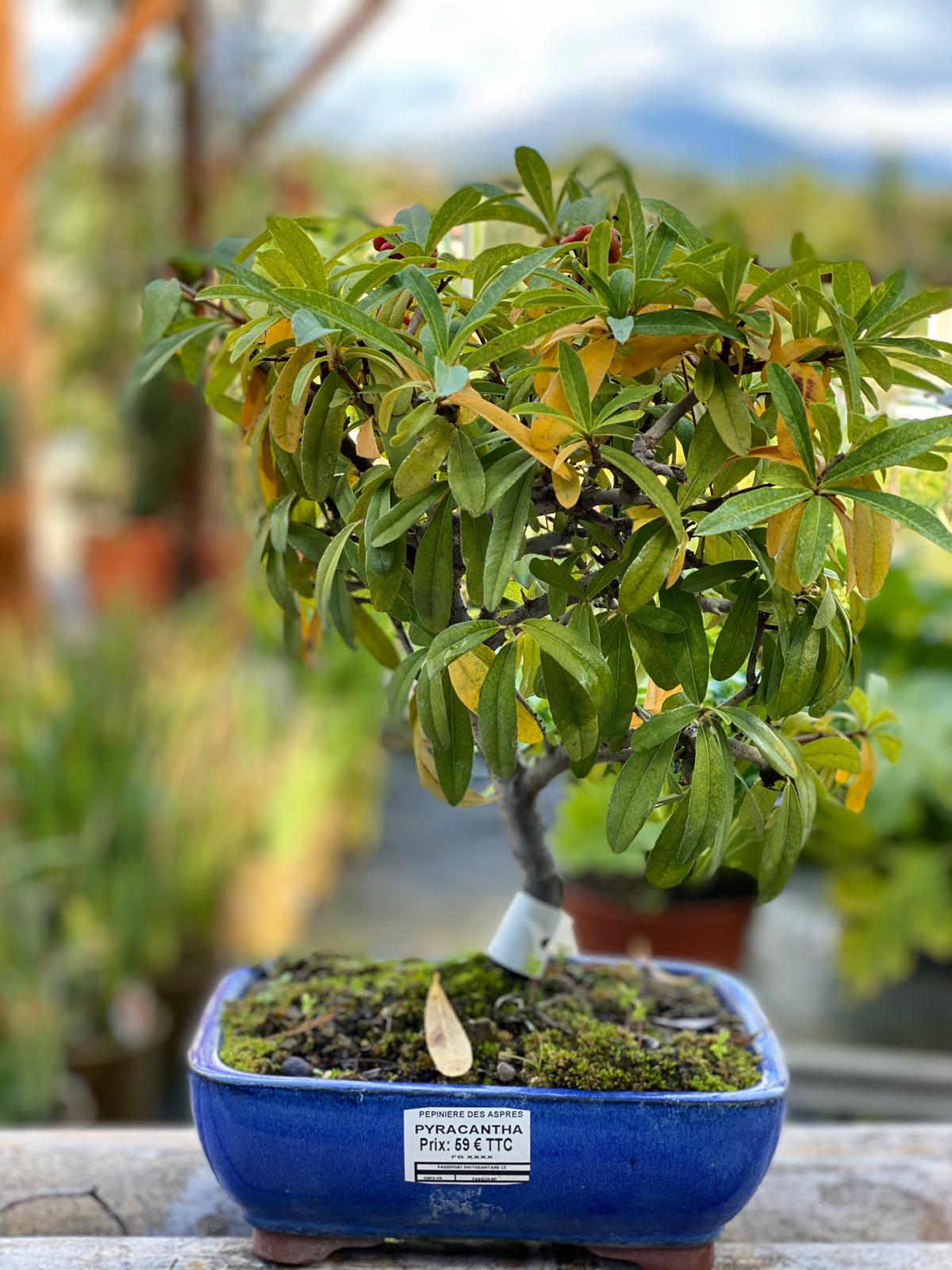 PEPINIERE DES ASPRES GRASSE 2025 JARDINERIE ALPES MARITIMES