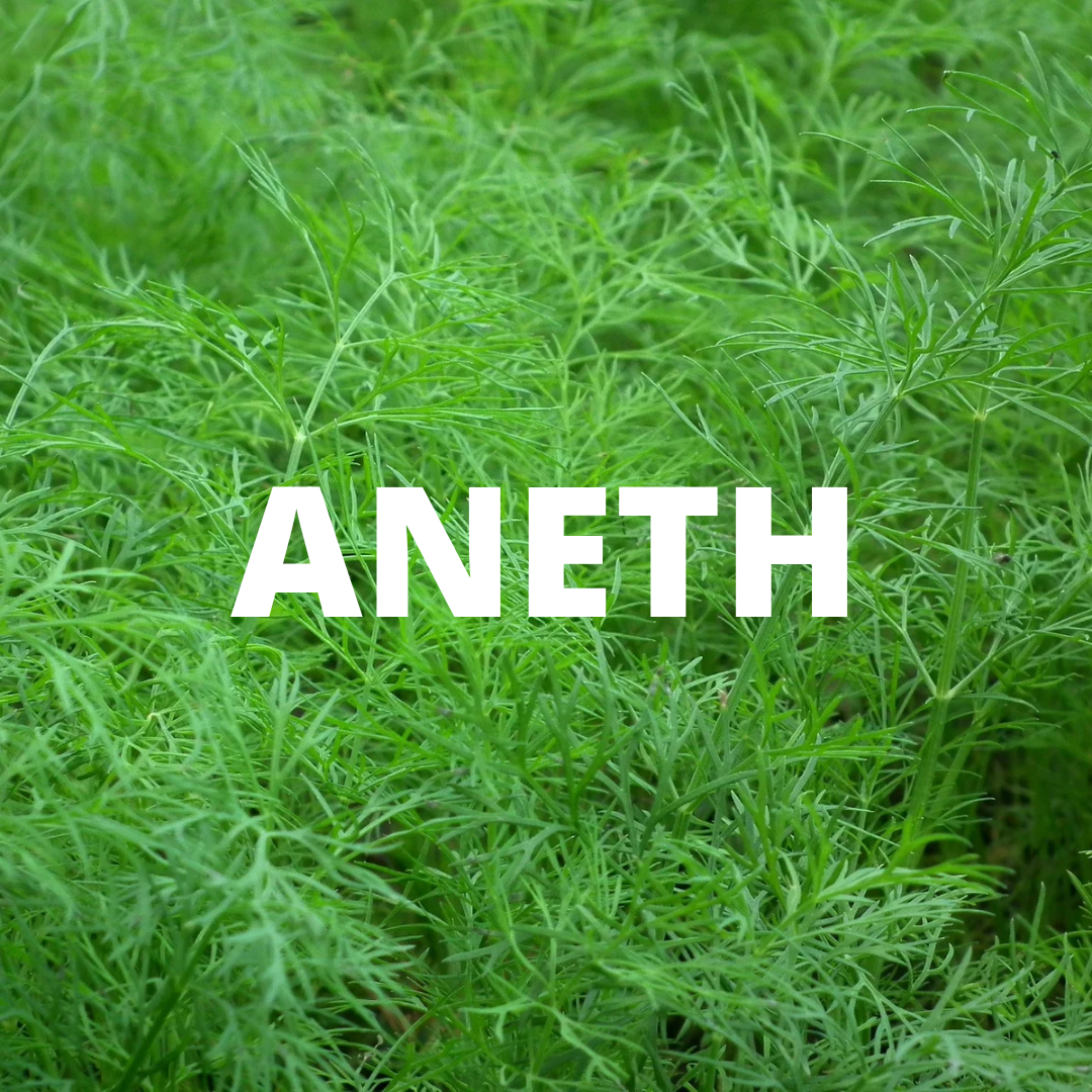 PEPINIERE DES ASPRES GRASSE 2024 ALPES MARITIMES JARDINERIE