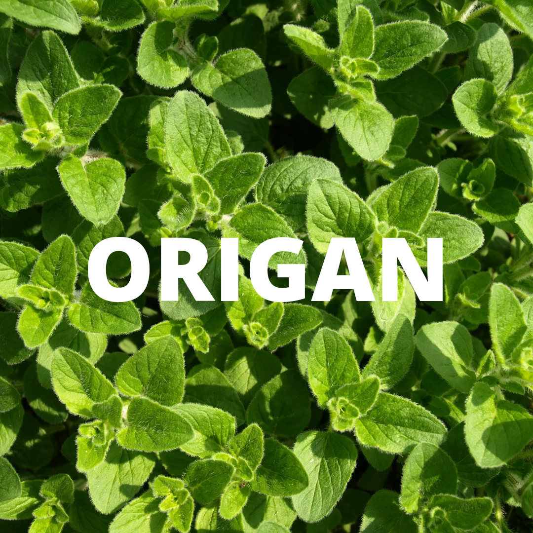 PEPINIERE DES ASPRES GRASSE 2024 ALPES MARITIMES JARDINERIE