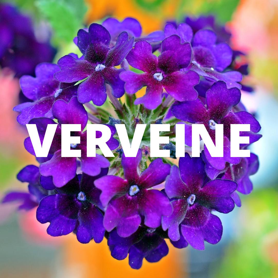 PEPINIERE DES ASPRES GRASSE 2024 ALPES MARITIMES JARDINERIE