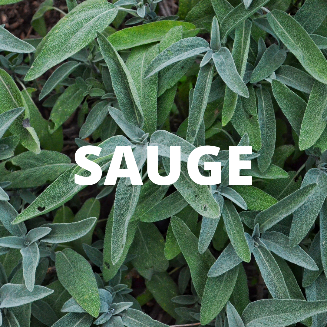 PEPINIERE DES ASPRES GRASSE 2024 ALPES MARITIMES JARDINERIE