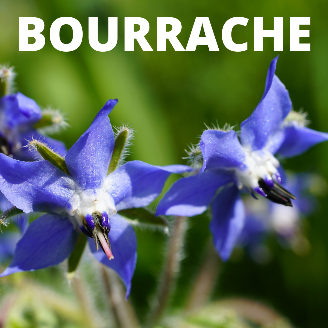 PEPINIERE DES ASPRES GRASSE 2024 ALPES MARITIMES JARDINERIE