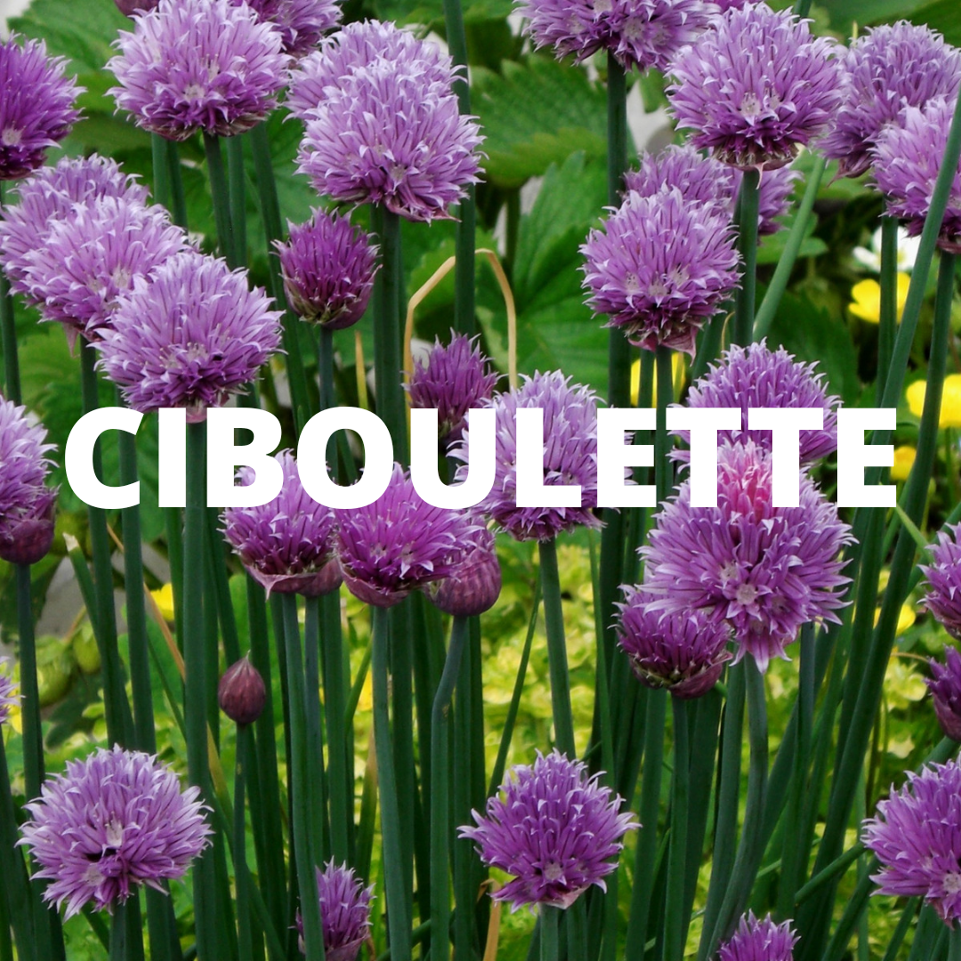 PEPINIERE DES ASPRES GRASSE 2024 ALPES MARITIMES JARDINERIE