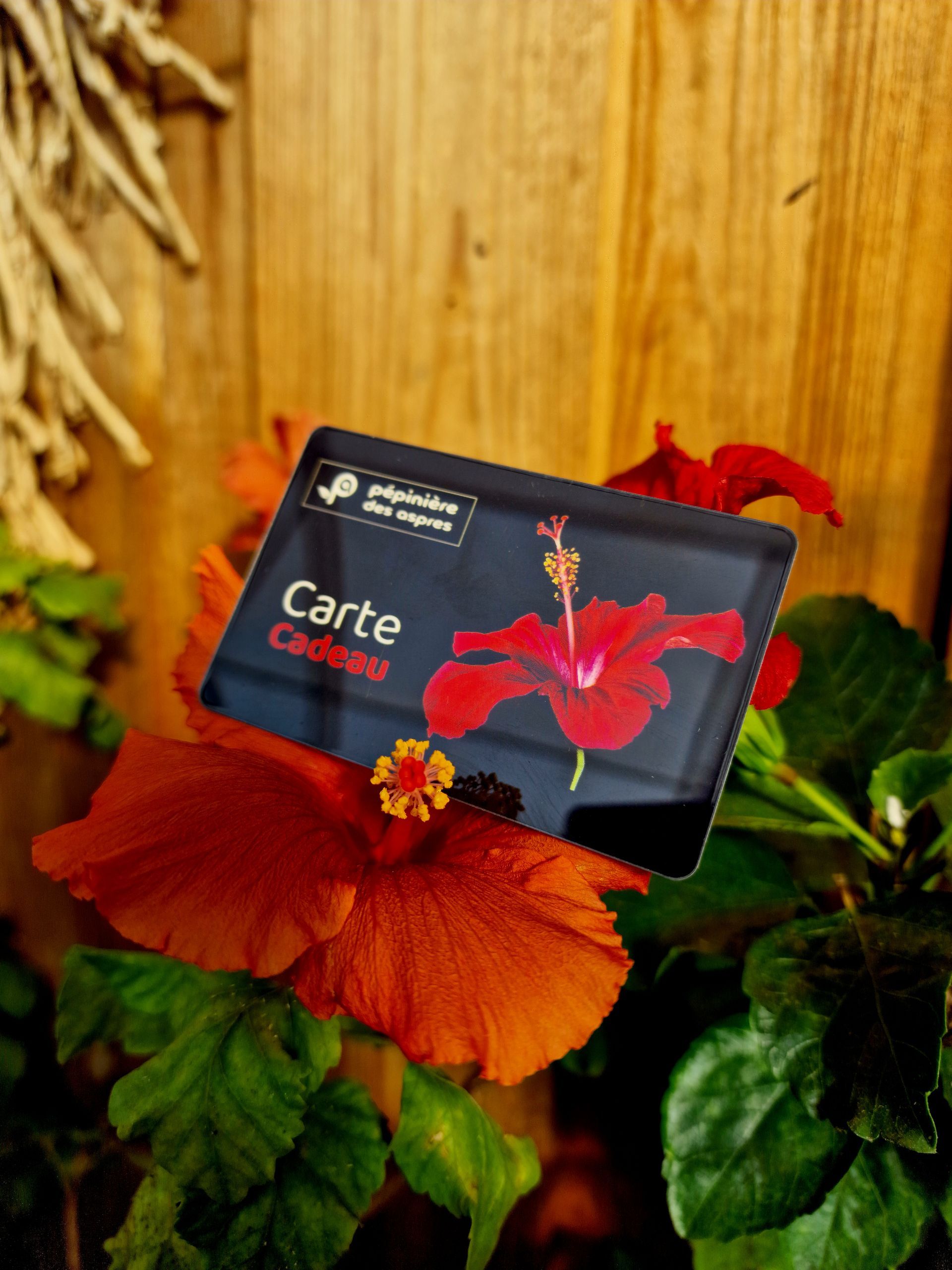 pepiniere jardinerie alpes maritimes 2025 2024 pepinière des aspres jardiner