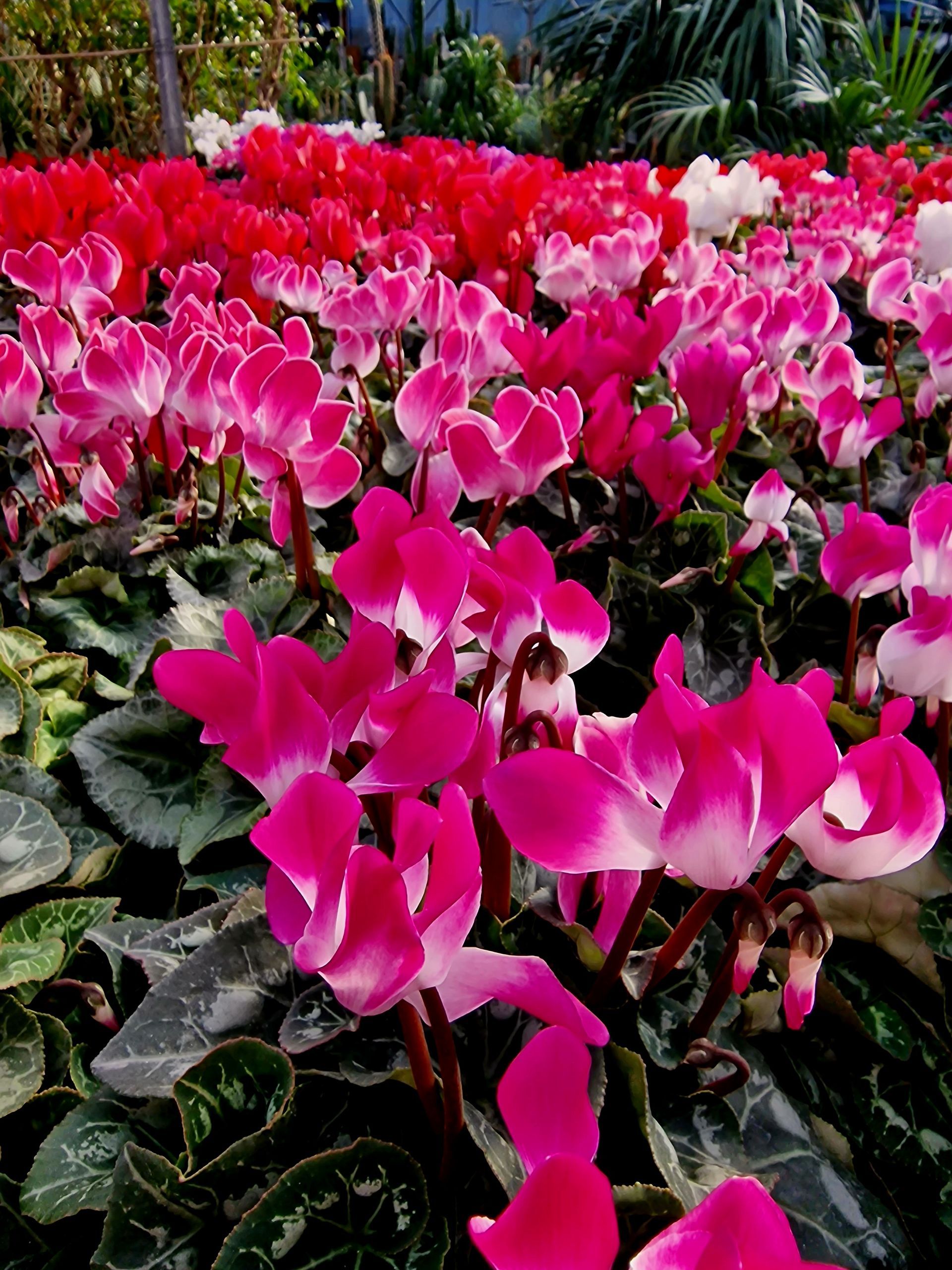 PEPINIERE DES ASPRES GRASSE 2024 ALPES MARITIMES JARDINERIE