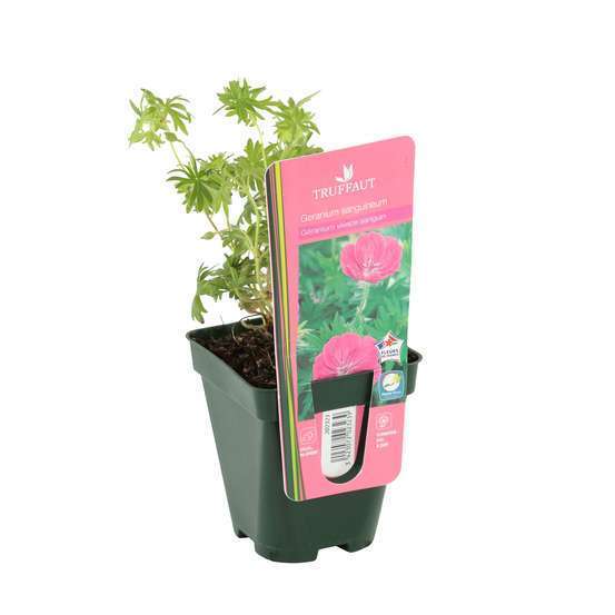 ASPRES GRASSE NURSERY 2024 ALPES MARITIMES GARDEN CENTER