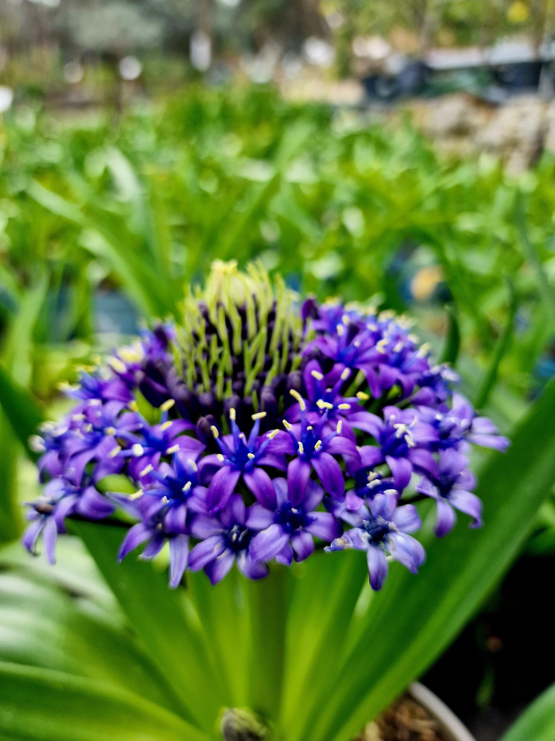 PEPINIERE DES ASPRES GRASSE 2024 ALPES MARITIMES JARDINERIE